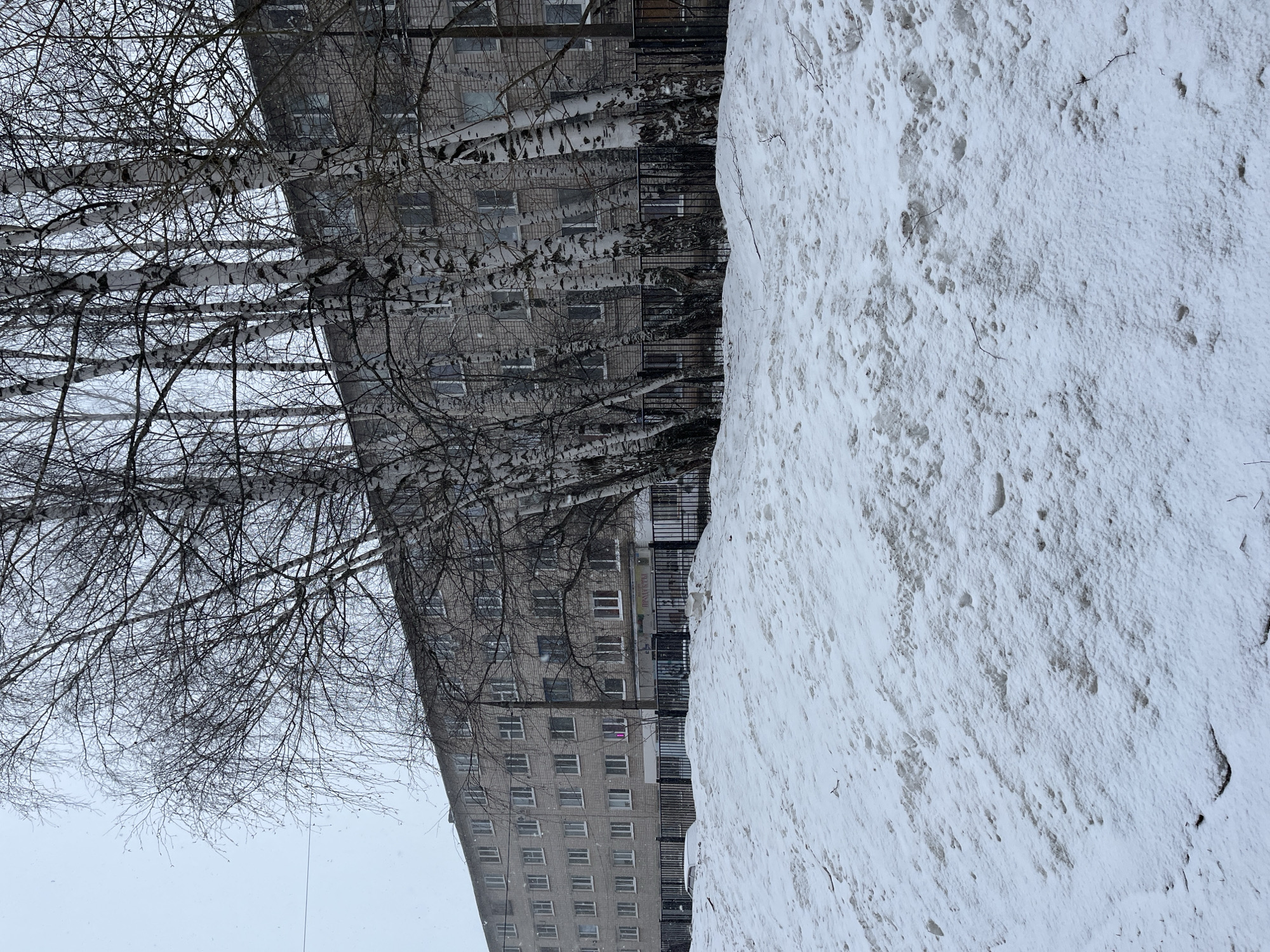 The image shows a winter scene in what is likely the city of Chaikovsky, Russia. A multi-story building, constructed of gray brick, dominates the center. The building's facade is visible with multiple rows of windows. Bare birch trees stand to the left of the building. A large pile of snow takes up the right side of the frame. The scene appears to be overcast, typical of winter weather.