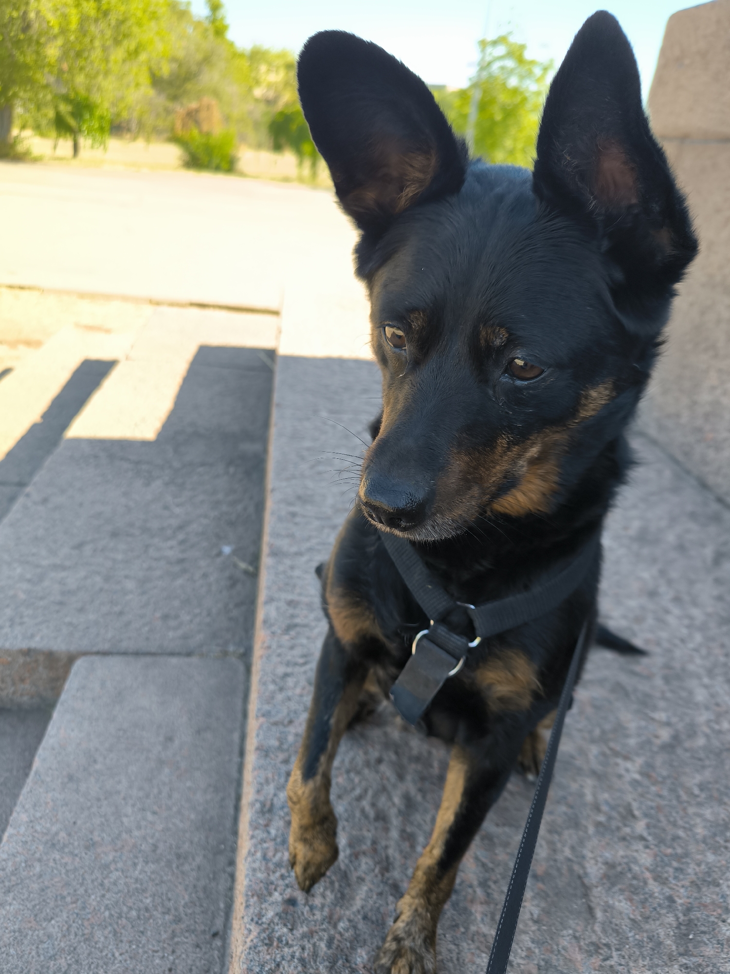 A medium-sized black and tan dog with large, erect ears sits on stone steps in an outdoor urban setting. The dog is facing to the right of the frame, with its head turned slightly. It is wearing a black harness and a black leash is visible. The background is blurred, showing trees and a bright sky, suggesting a sunny day. The steps are made of grey stone, with distinct shadows cast across them. The image does not contain any specific landmarks or indicators that would place it in Mykolaiv, Ukraine.