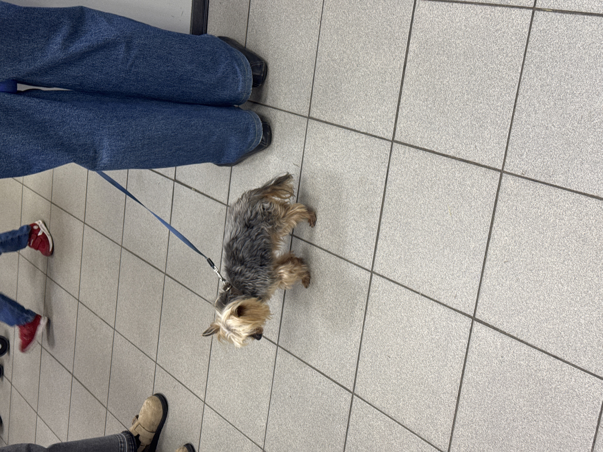 The image depicts an indoor scene with tiled flooring. A small dog, possibly a Yorkshire Terrier, is on a leash. At least three people are partially visible; one wearing jeans and black shoes, another in jeans and red shoes, and the third in gray jeans and tan shoes. The location is unknown and there is no verifiable evidence to indicate this image was taken in Sochi, Russia.