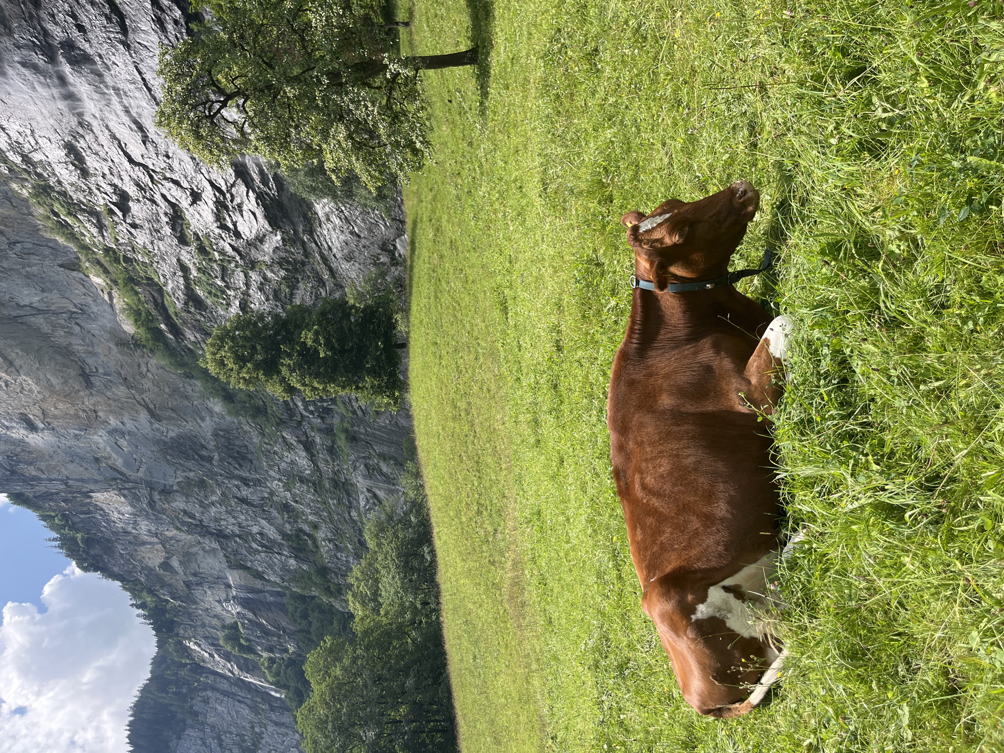 A brown and white cow rests in a lush green meadow with a steep, rocky cliff face in the background. The cliff features streaks of water, indicating waterfalls or seeping moisture, and is partially covered in vegetation at its base. Trees dot the landscape, with some growing near the cliff and a lone tree standing in the meadow to the right. The sky above is blue with scattered white clouds. The scene appears to be a pastoral setting in Wengen, Switzerland, characterized by its dramatic mountain scenery and alpine meadows.