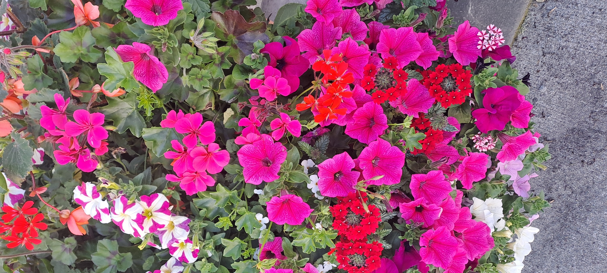 A close-up, top-down view showcases a vibrant collection of potted flowers situated next to a rough, grey textured surface, likely a pavement or wall. The arrangement is a dense mix of various flowering plants, dominated by bright fuchsia pink petunias and geraniums. Interspersed are clusters of small, deep red flowers, as well as some white and pink variegated petunias. A few delicate orange flowers and soft pink petals add subtle highlights to the composition. The lush green foliage provides a verdant backdrop, creating a lively and colorful display. The lighting suggests it is daytime, with no specific weather conditions discernible beyond the clarity of the image. The scene appears to be in an outdoor setting, possibly a garden or a public space given the proximity to a paved area. There is no visible text in the image. The overall impression is one of natural beauty and abundant bloom.