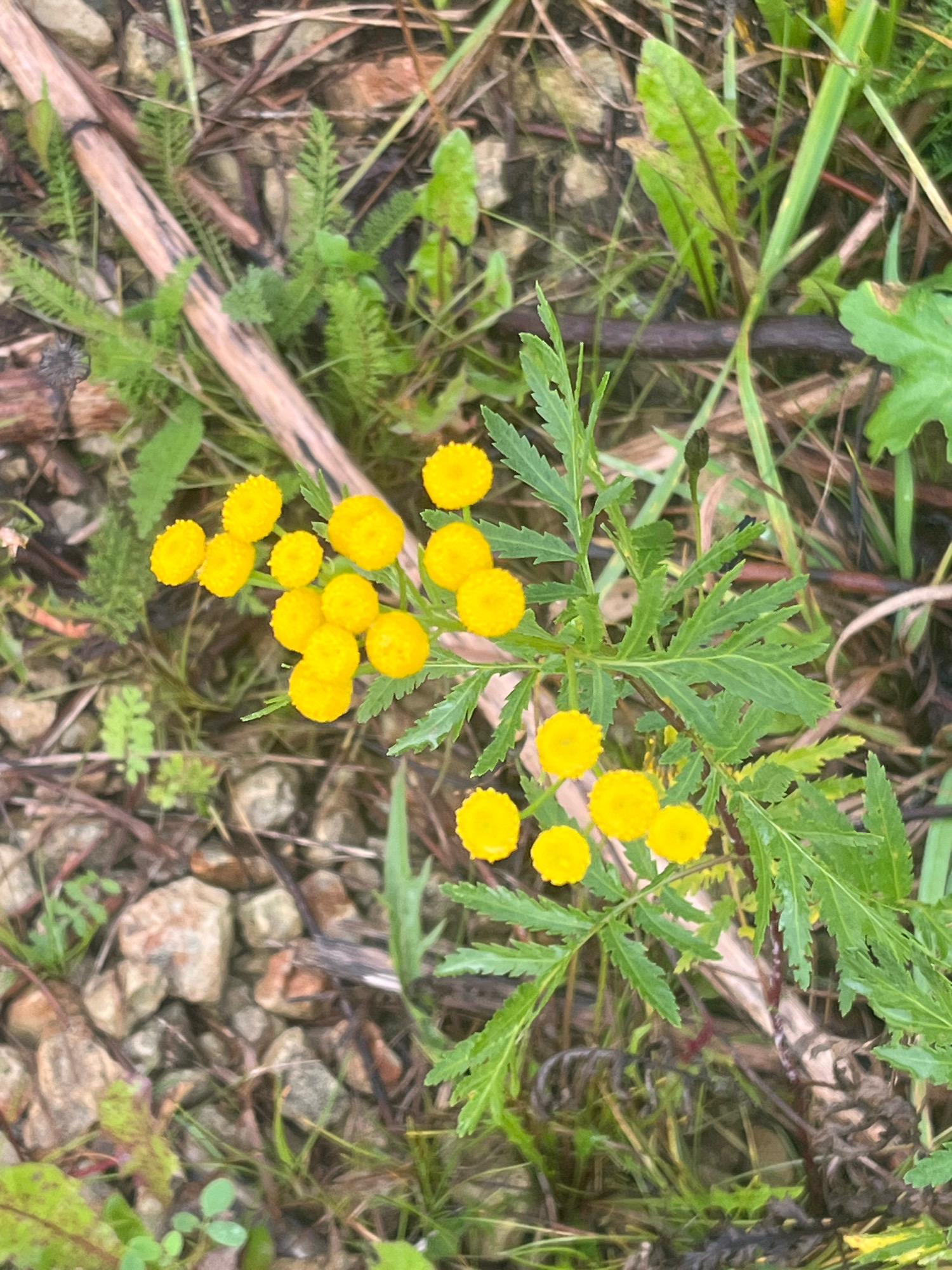 The image shows a close-up view of a plant with bright yellow, button-like flowers and deeply cut, green leaves. The flowers are clustered together on thin stems, with some appearing more rounded and others slightly more elongated. The leaves are feathery in appearance, with serrated edges. The plant is growing amongst a mixture of dry brown twigs, scattered grey and brown stones, and patches of green grass and other low-lying vegetation. The background is out of focus, suggesting a natural environment, possibly a roadside or a neglected area. There is no indication of human presence or specific landmarks within the frame. The lighting suggests it is daytime. This scene is consistent with the natural environment found in a rural area like Vladimirovka, Russia, where such vegetation would commonly grow.