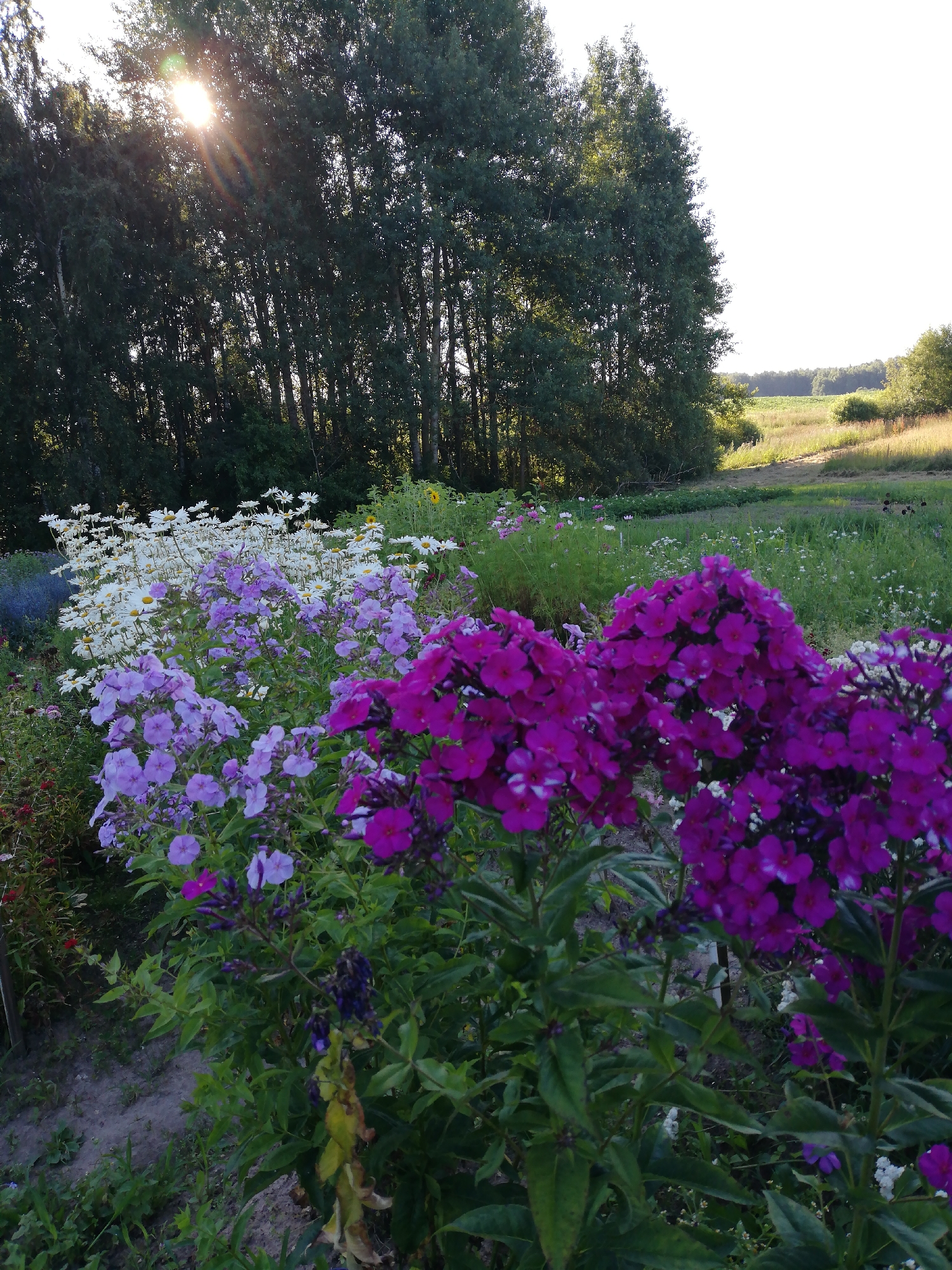 A photograph captures a vibrant flower garden in the village of Novopagostsky Sel'sky Soviet, Belarus. The foreground is dominated by lush, dark green foliage and an abundance of blooming flowers. Large clusters of deep purple phlox flowers are prominently displayed on the right side of the image, with smaller clusters of light purple phlox and white daisies filling the midground. In the background, a dense line of tall, dark green trees forms a backdrop, with the sun's rays filtering through their leaves, creating a lens flare effect. Beyond the trees, a gently sloping field of green grass and agricultural crops stretches towards the horizon under a bright, clear sky. The overall scene depicts a serene and flourishing natural landscape.