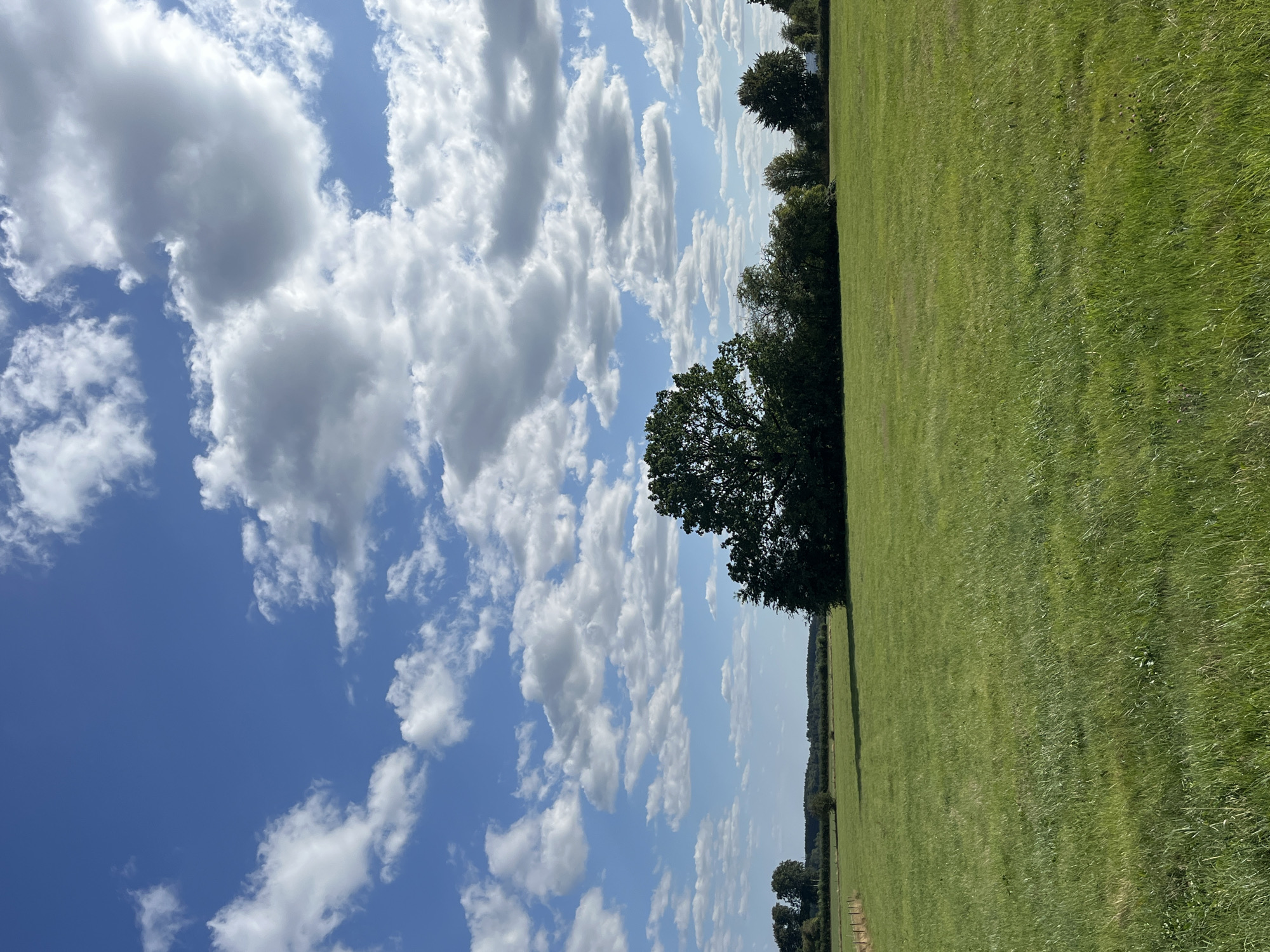 This is a vertical, eye-level, full-shot photograph of a wide, green, grassy field under a bright blue sky with scattered white clouds. In the middle ground, a cluster of trees forms a dark green mass, with a particularly large, broad tree dominating the center of the cluster. The field extends to the horizon where a line of trees and low hills is visible. The sky is a vibrant blue, with fluffy, cumulus clouds of varying sizes and densities, some casting shadows on the landscape below. The overall impression is of a rural, open, and sunny day. The location is in Amel, Belgium.