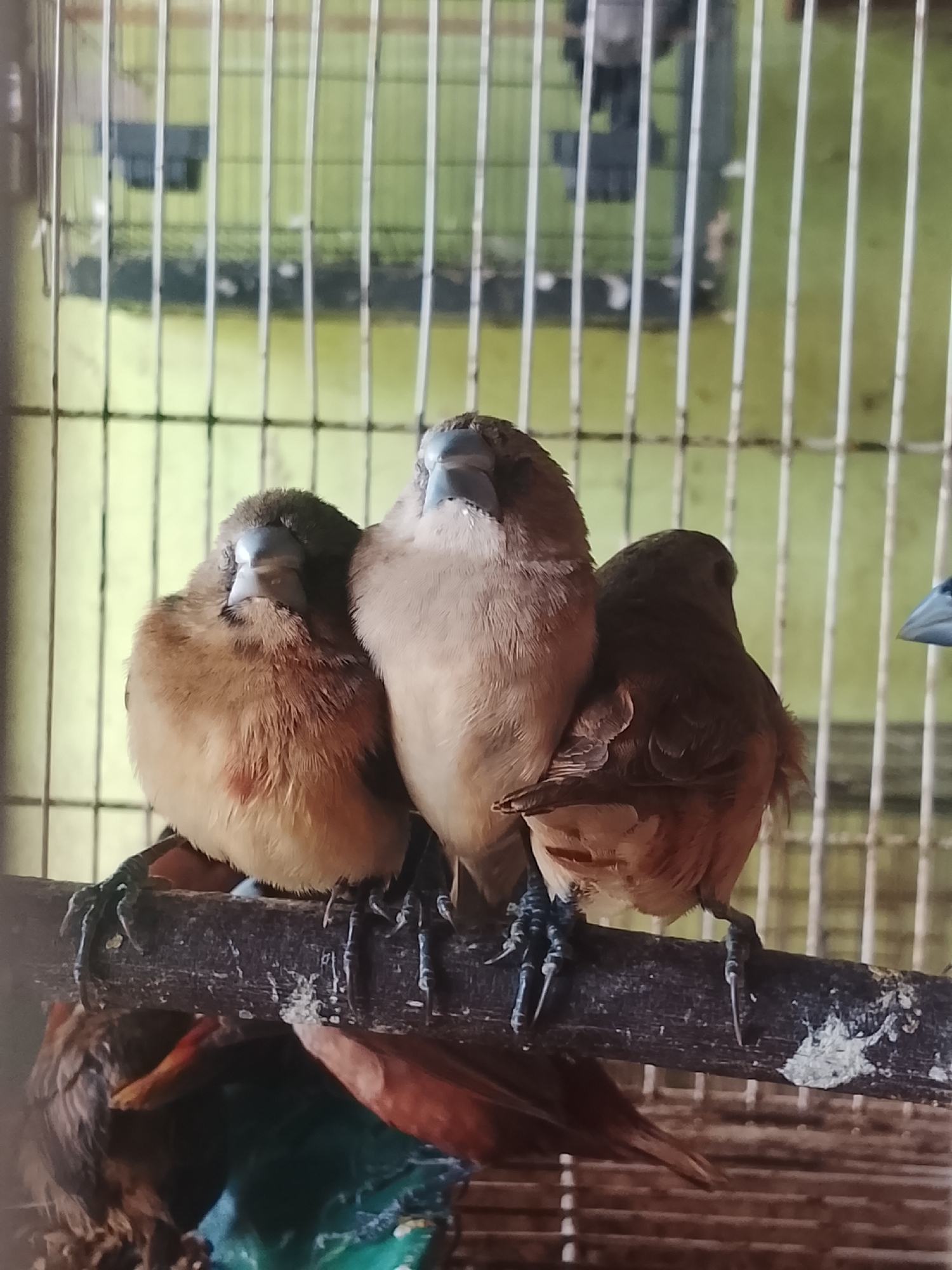 Three small birds, appearing to be finches, are perched on a wooden branch within a cage. The birds are brown and tan with light gray beaks. They are huddled together, with two facing forward and one facing away from the camera. The cage bars are visible in the foreground and background. The background consists of a blurry green and yellow area. The image appears to be taken indoors. There is no visible indication of the city of Kuta Trieng, Indonesia.