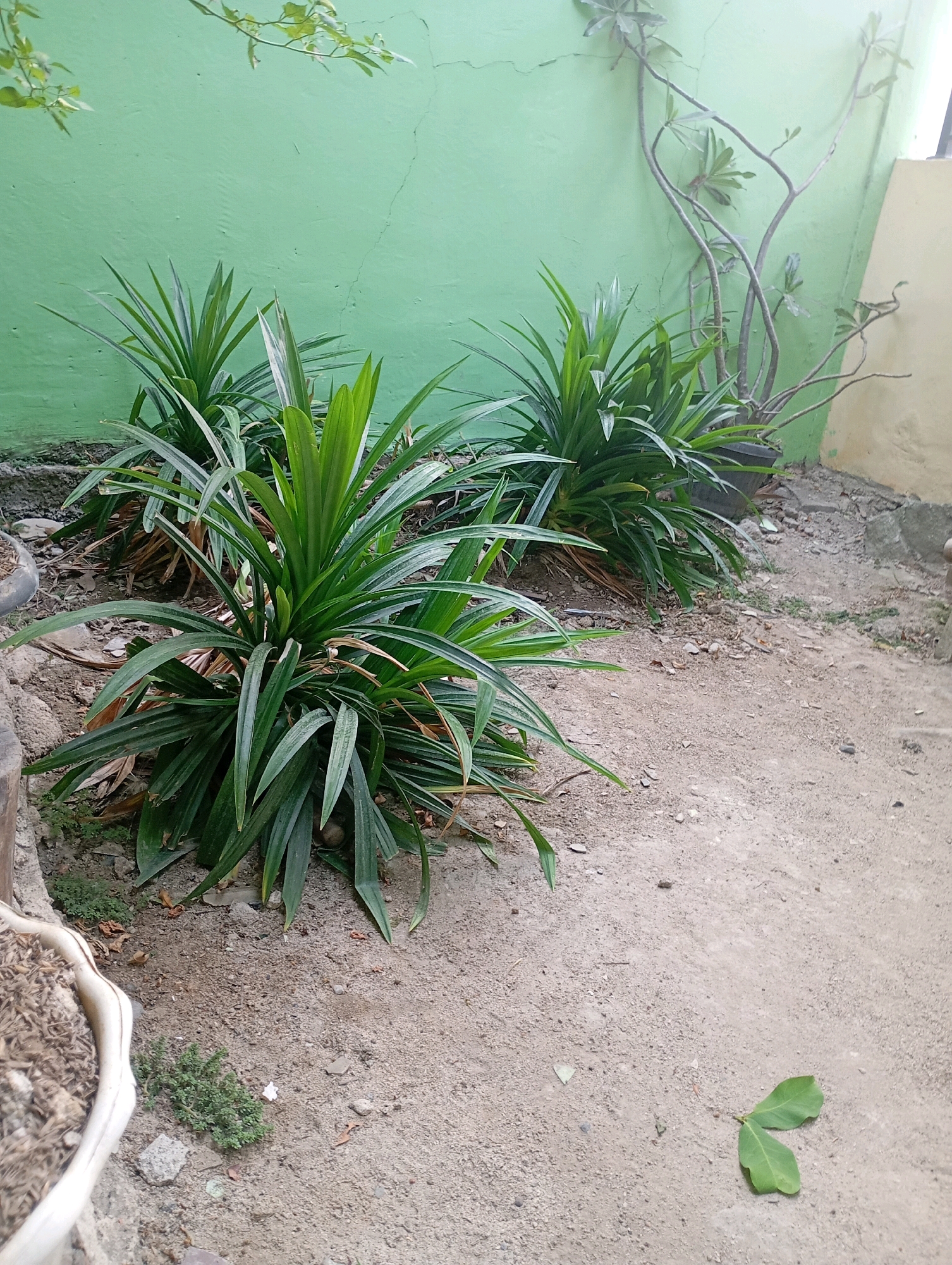 The image depicts an outdoor scene, likely a garden or backyard, with a focus on several green plants in the foreground. The plants appear to be pandan plants, characterized by their long, sword-shaped leaves. They are arranged in a cluster, with one prominent plant in the center and others to its left and right. The ground is covered with a mixture of sand, small stones, and dried leaves, suggesting a dry environment.
In the background, a light green wall with visible cracks serves as a backdrop. To the right of the pandan plants, a potted plant with thin, branching stems and sparse leaves is visible, its pot partially obscured. The wall transitions to a cream-colored section on the far right. The overall impression is of a modest, possibly utilitarian outdoor space.
The image does not contain any people or any actions being performed. It is a static scene.
Specific to the location of Babelan, Indonesia, this type of vegetation and setting is consistent with the tropical climate and common landscaping practices found in residential areas of Indonesia. The presence of pandan plants, which are widely cultivated in Southeast Asia for their aromatic leaves used in cooking and traditional remedies, further supports this identification. The dry, sandy ground could be indicative of an area with minimal rainfall during the time the photograph was taken or a characteristic of the local soil. The cracked wall suggests an older structure or a common occurrence in the region due to weather or natural settling.