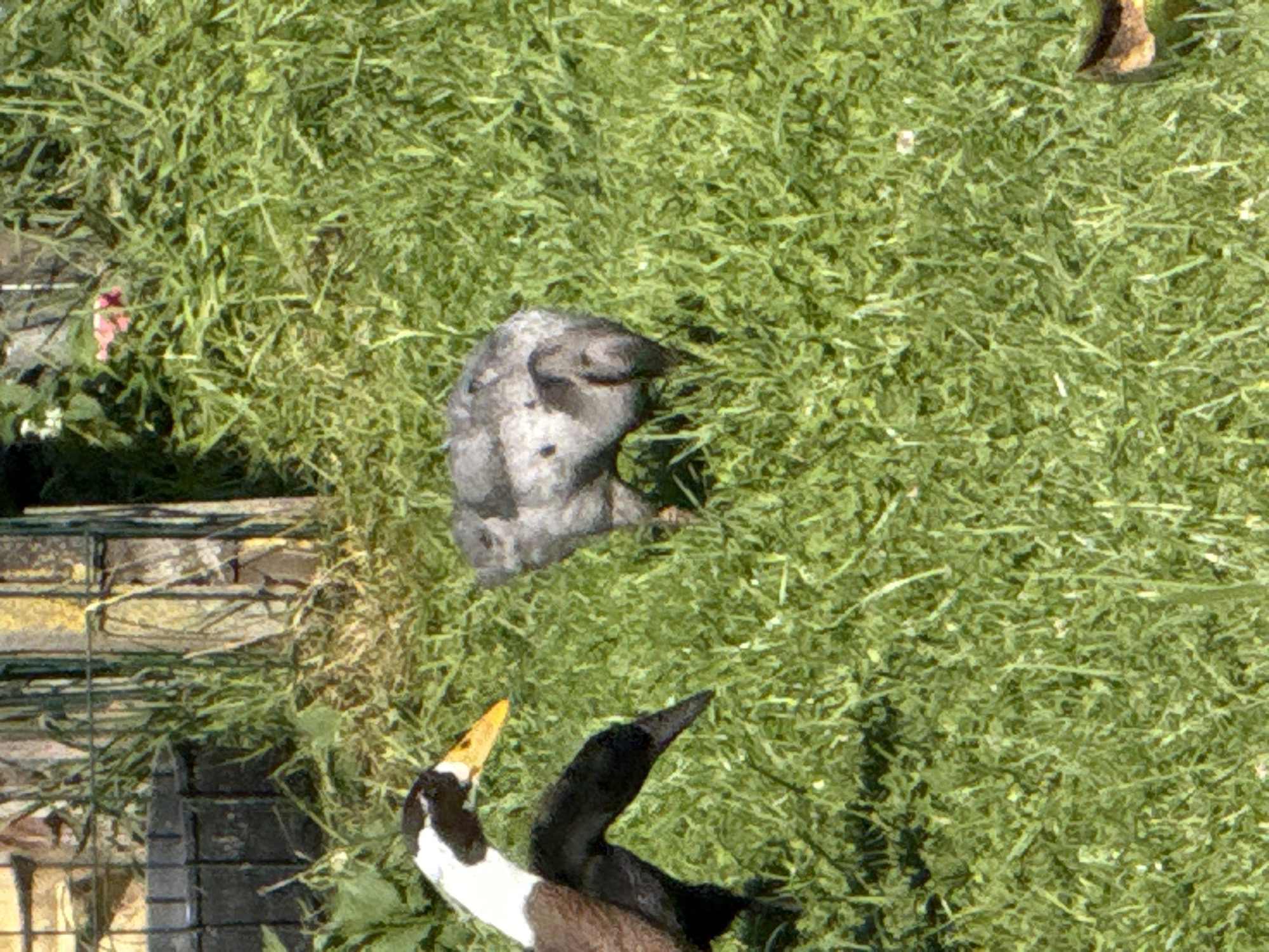 A mallard duck is standing in tall green grass in a backyard in Galinė, Lithuania. The duck is facing to the left and has its beak down. There is another duck in the background to the right. There are also some plants and a fence in the background. The lighting suggests it is daytime.