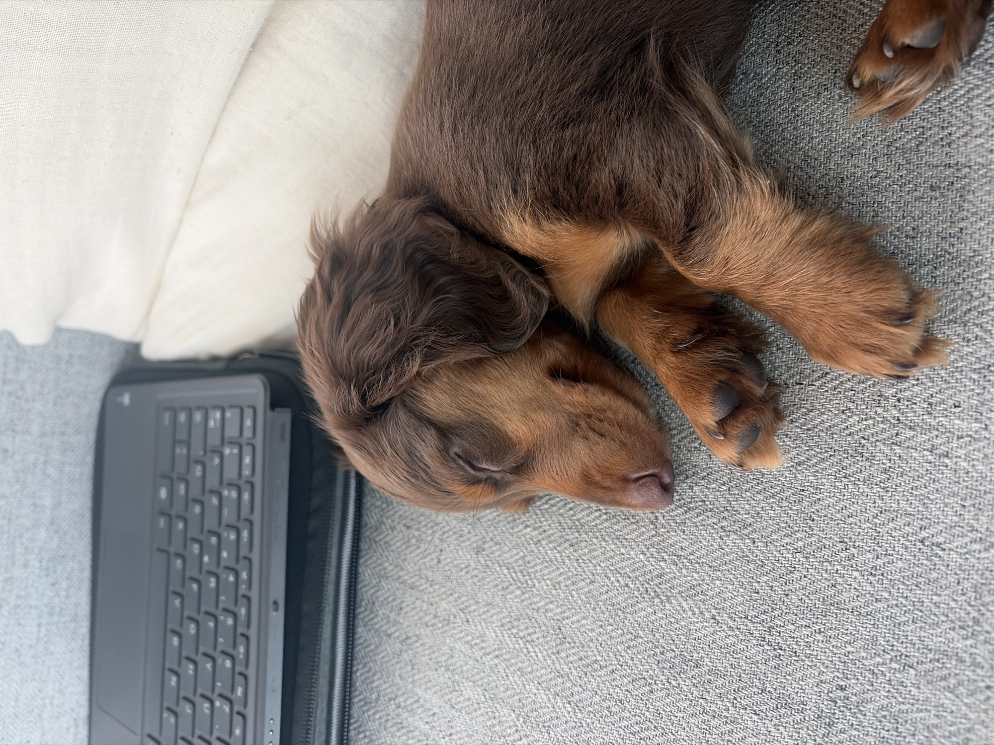 A long-haired dachshund puppy is sleeping on a gray textured surface, possibly a sofa or blanket. The puppy is primarily brown with tan markings on its paws and face. A laptop or tablet in a gray zippered case is visible on the left side of the frame, adjacent to a white pillow. The image does not provide enough information to determine a specific location in Montreal, Canada.