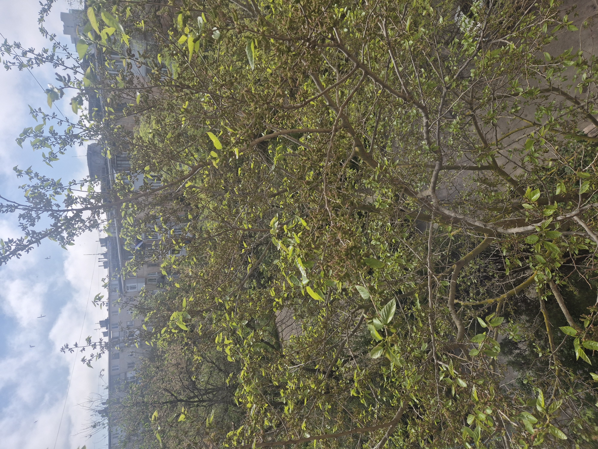 The image shows a view of a tree in Yevpatoriya, Ukraine. The tree has light green leaves and bare branches. In the background, there is a multi-story apartment building with several visible air conditioning units. The sky is partly cloudy with patches of blue. The photograph appears to have been taken during the daytime, likely in spring.