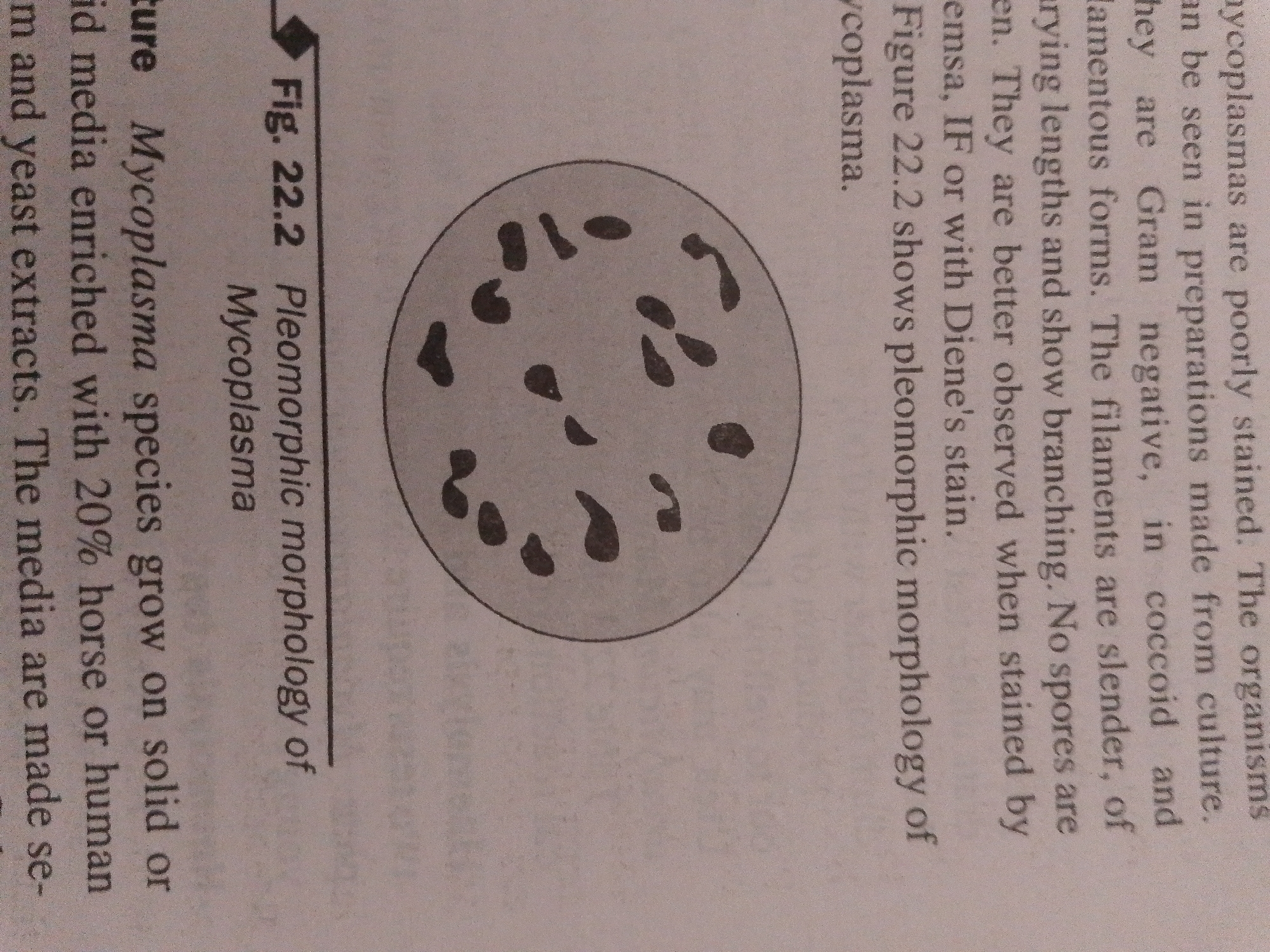 The image contains a page from a biology textbook or scientific document. The primary subject is microscopic organisms, specifically "Mycoplasma," and their "pleomorphic morphology." An illustration shows a circular field containing several irregular, dark shapes, representing the Mycoplasma. The text describes their characteristics, staining properties, and growth requirements on specific media.
Visible text includes: "Mycoplasmas are poorly stained. The organisms can be seen in preparations made from culture. They are Gram negative, in coccoid and filamentous forms. The filaments are slender, of varying lengths and show branching. No spores are seen. They are better observed when stained by emsa, IF or with Diene's stain. Figure 22.2 shows pleomorphic morphology of Mycoplasma. Fig. 22.2 Pleomorphic morphology of Mycoplasma. Mycoplasma species grow on solid or fluid media enriched with 20% horse or human serum and yeast extracts. The media are made se-"
The image appears to be a scanned page, indicated by the text and the illustration. There are no people, specific objects other than the illustration, or a discernible scene or setting beyond a printed document. The activity is informational, presenting scientific data and an illustration. There are no time of day, weather, or location cues, nor are there any visible emotions. The provided "Location context: Jalingo, Nigeria" does not appear to be supported by any visual evidence within the image itself.