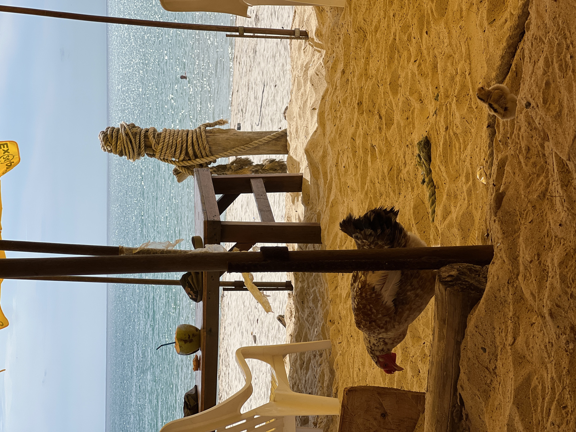 This image depicts a beach scene at an unknown location. In the foreground, a hen with black and speckled feathers is observed under a wooden structure. A small chick is located nearby on the sand. Adjacent to the hen, a white plastic chair is partially visible. In the background, the ocean is visible, with a wooden post wrapped with rope standing on a sandy beach. The weather appears to be clear and sunny.