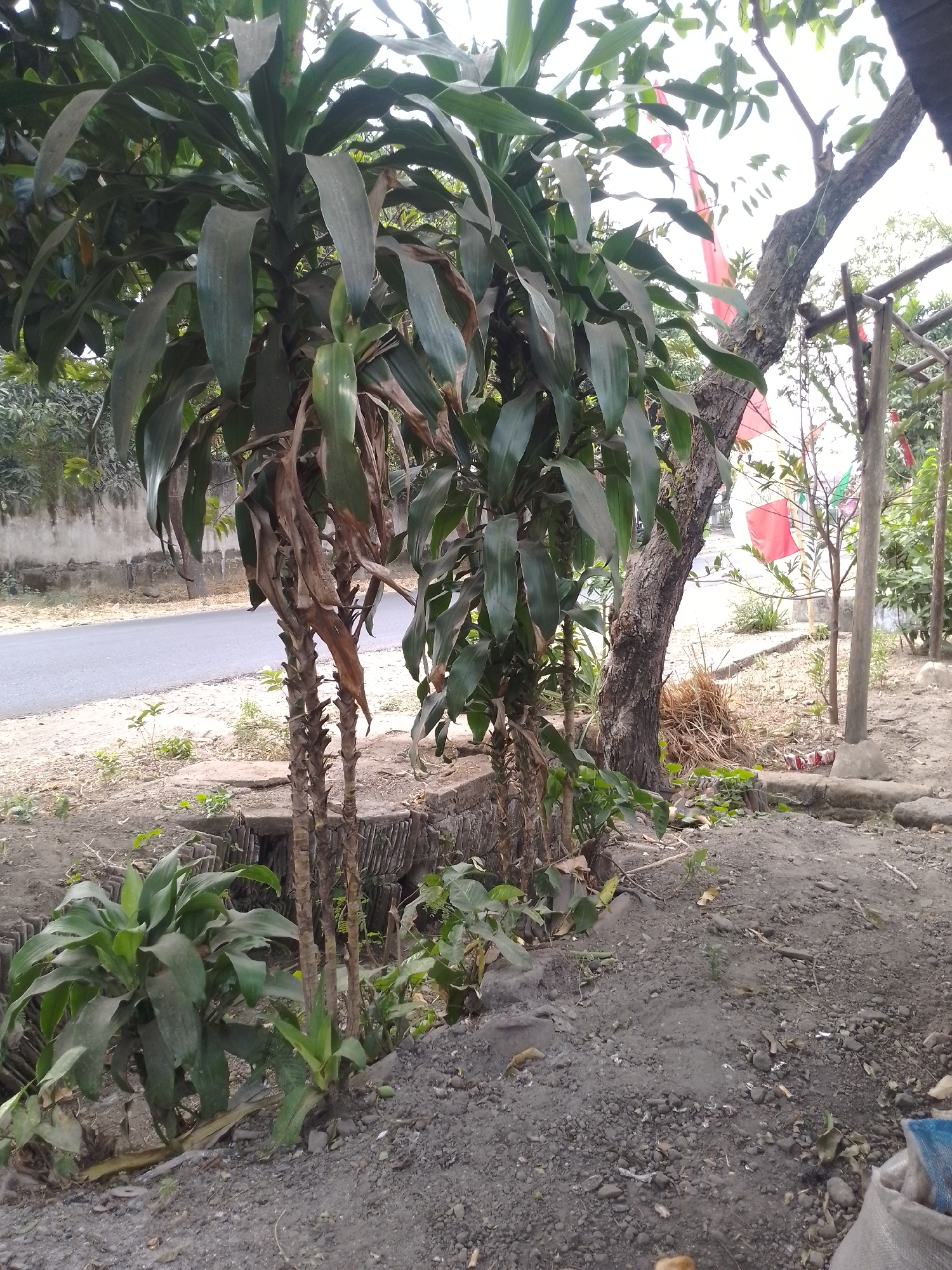 The image depicts an outdoor scene in Kauman, Indonesia, featuring a roadside area with a paved road on the left. Dominating the foreground and midground are several large plants with long, green leaves, some appearing somewhat wilted or dry. One plant in the center has prominent, dry, brown stalks. Behind the plants, a rough stone wall or structure is visible. Further back, a large tree trunk with textured bark stands to the right of the plants. Red and white flags are strung between poles and trees in the background, suggesting a festive or commemorative occasion. The ground is covered in loose soil, gravel, and dried leaves. A wooden pole and a portion of a roof structure are also visible on the far right. The overall environment appears somewhat unkempt, with a mixture of vegetation and debris. There are no people or animals visible in the frame.
