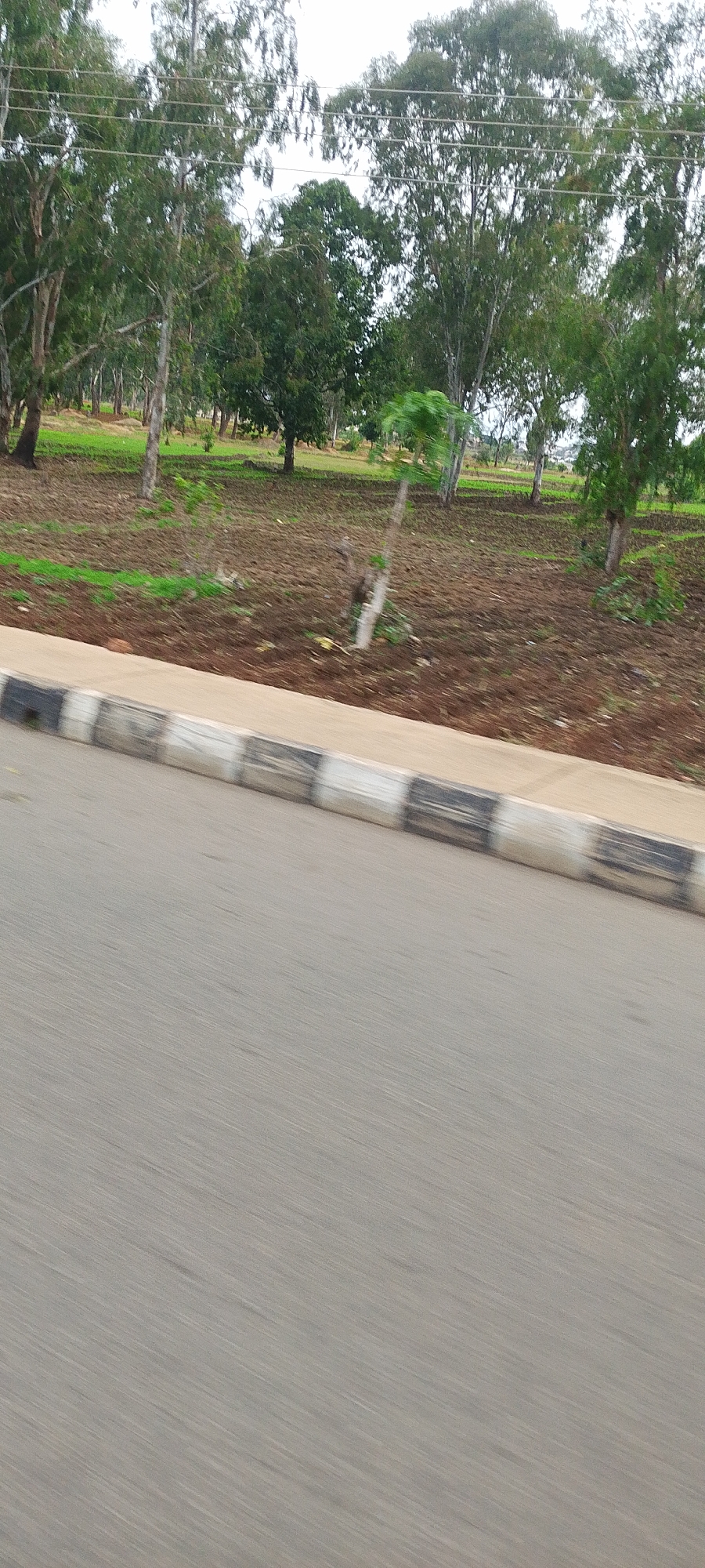 The image shows a roadside view with trees and ground. In the foreground, there is a grey asphalt road with blurred motion lines. A paved curb with alternating black and white stripes runs along the edge of the road. Beyond the curb, there is a strip of dry brown soil with some patches of green grass. This area is populated by several trees of varying heights, some with thin trunks and others with thicker ones. The trees have green foliage. In the background, more trees and green grassy areas are visible, extending into the distance. The sky appears overcast. The scene is static and depicts an outdoor environment in what seems to be a non-urban area.