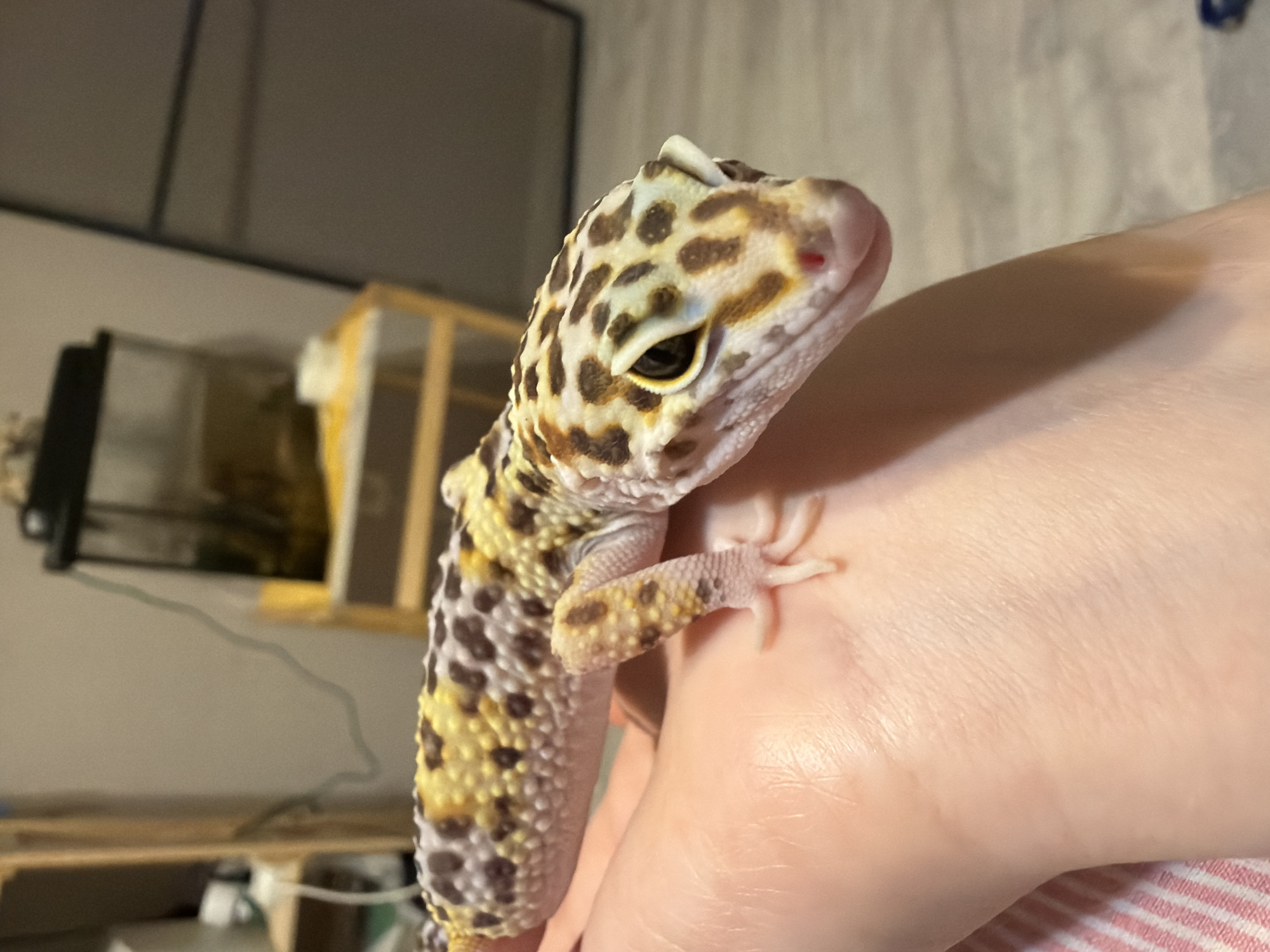 A leopard gecko is perched on a person's hand. The gecko has a white, yellow, and brown spotted pattern. Its head is turned slightly to the right, and its eye is visible. The person's hand is light-skinned, and the gecko's front feet are resting on the hand. In the blurred background, a terrarium and a wooden structure are visible. The background is a neutral-toned room. There is no information to conclude that this scene took place in Izhevsk, Russia.