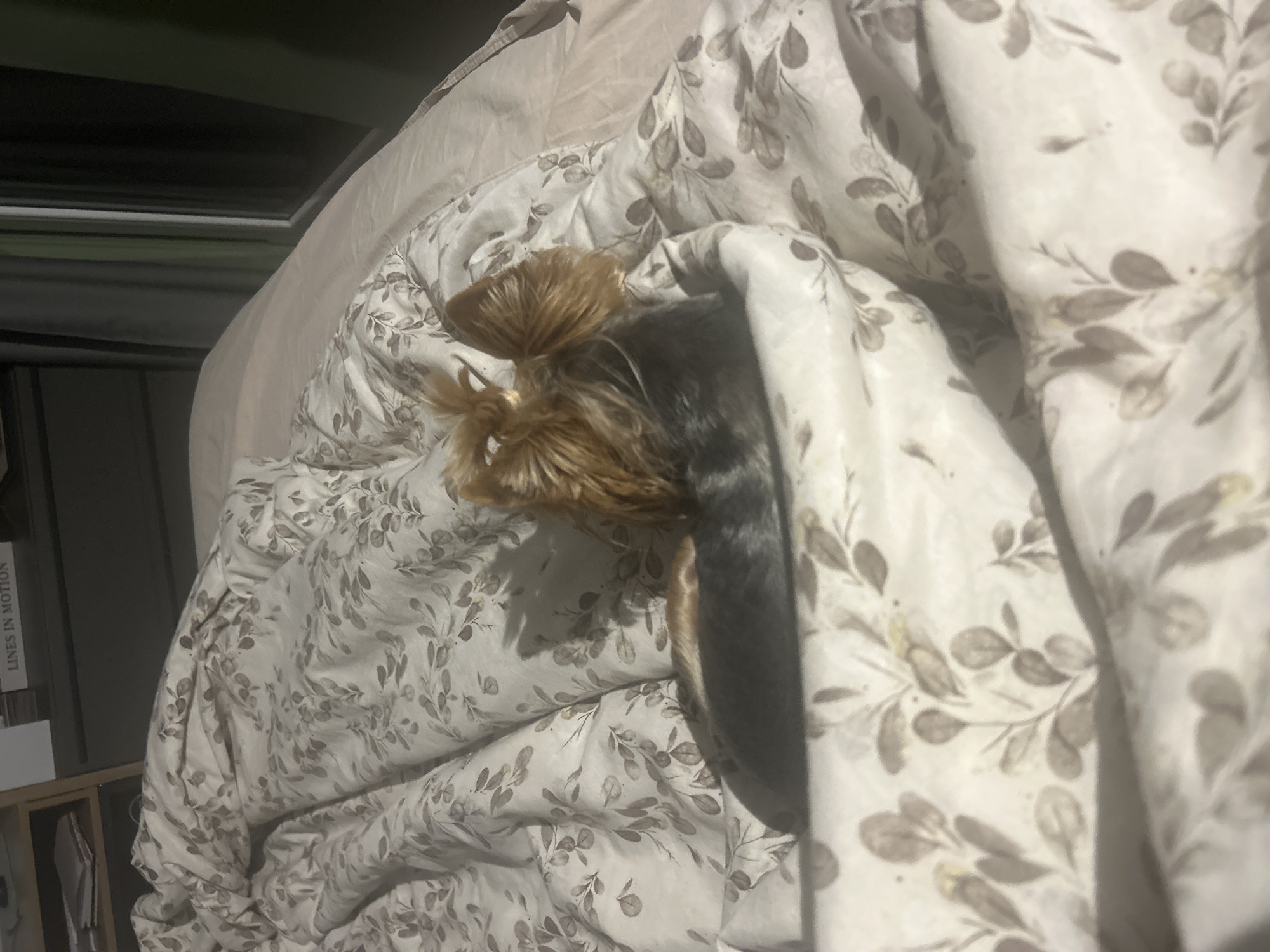 A small dog, likely a Yorkshire Terrier, is partially concealed under a floral patterned duvet on a bed. Only the dog's head, with its hair in a small ponytail, and its grey back are visible. The background shows a shelf unit with a book. The location is not discernible from the image, and therefore the city of Burgas, Bulgaria, cannot be confirmed.