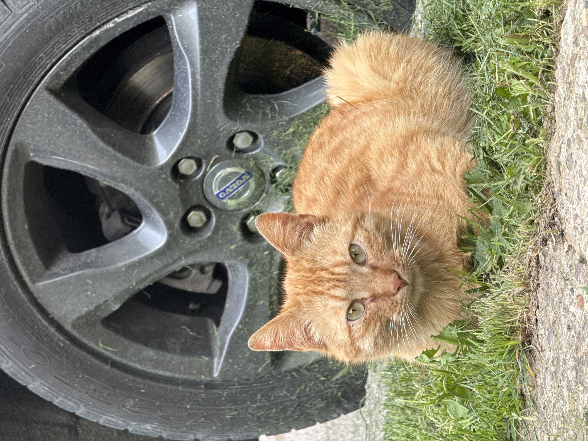 An orange tabby cat lies on a patch of grass next to a car tire. The tire is a gray Volvo tire, with a Volvo logo in the center. The grass is growing along a concrete surface. The location is not discernible from the image.
