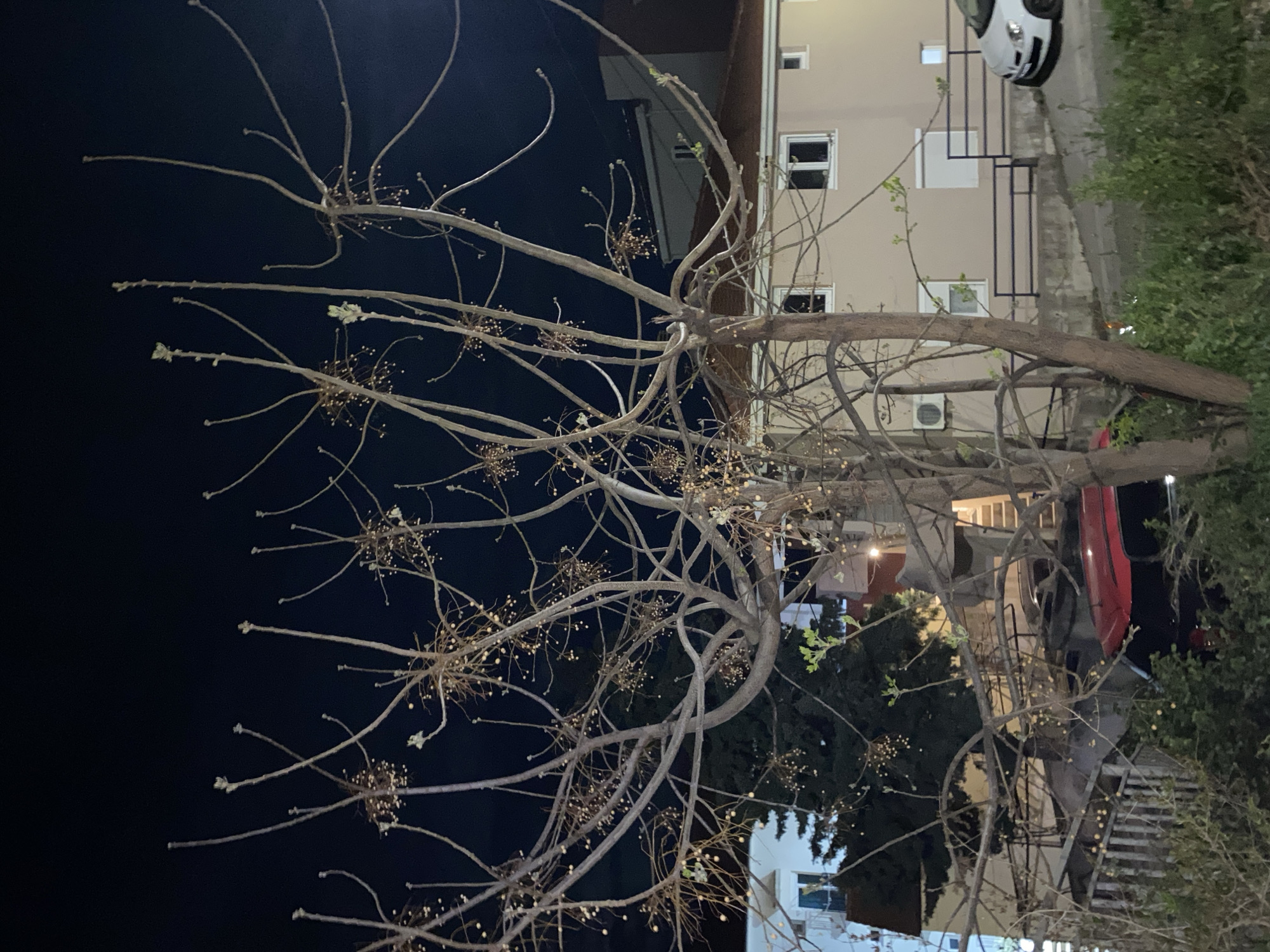 The image depicts a night scene in what appears to be a residential area. A tree with bare branches and clusters of small, round seed pods is prominently featured in the foreground. Behind the tree, there is a building with several windows, an air conditioning unit on the wall, and a white car parked in front. To the right, there is greenery and possibly another building with a red car visible. The lighting is dim, with some artificial lights illuminating the buildings and street. It is possible this image was taken in Budva, Montenegro given the architecture and environment.