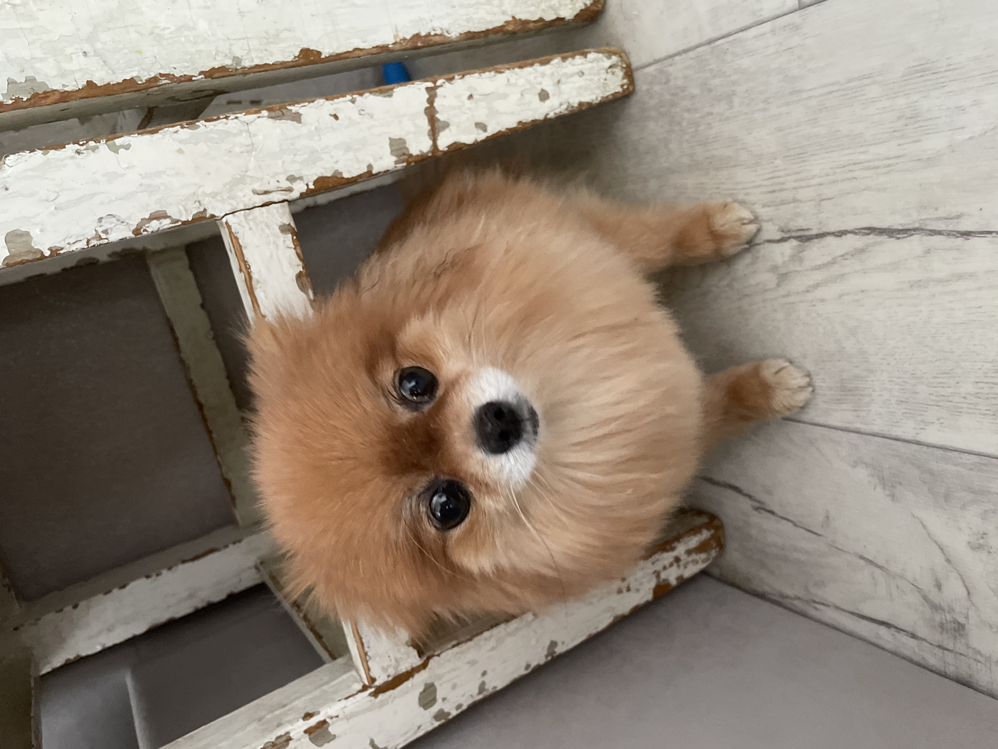 A Pomeranian dog lies on a grey-toned wood-patterned floor. Part of a distressed, white-painted wooden chair is above the dog. The dog is tan with a black nose and dark eyes, and looks directly at the camera. The location is unknown.