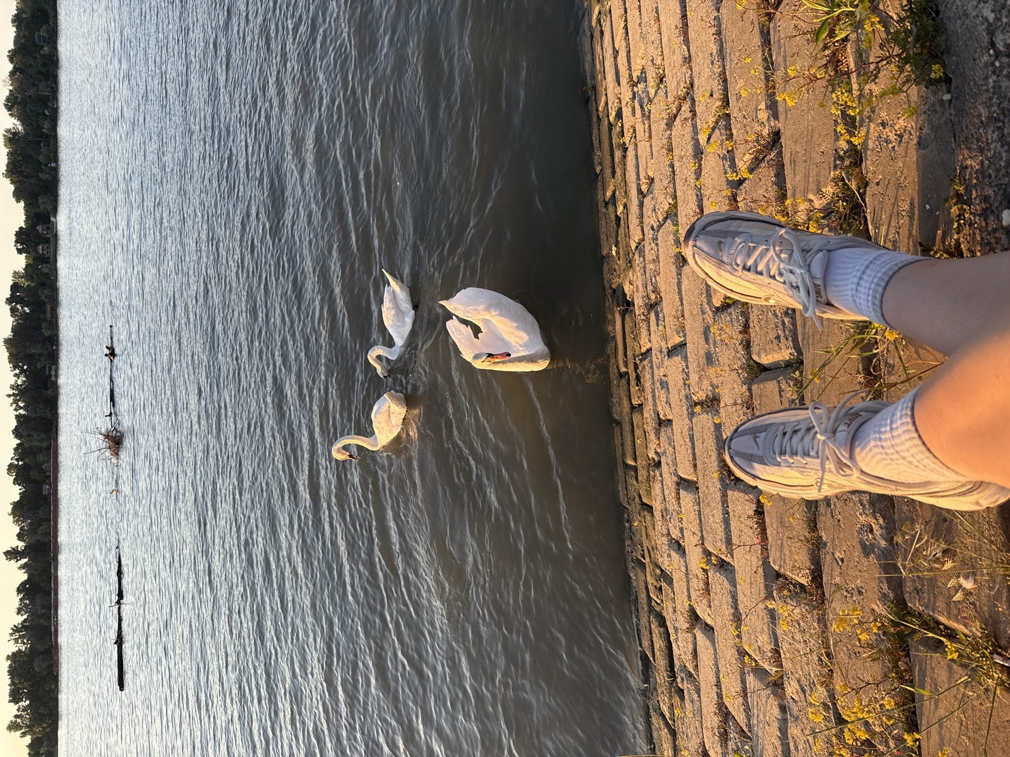 A high-angle, horizontal shot shows three swans in water next to a brick bank or retaining wall. The person taking the picture has two feet in the bottom right corner of the frame. The person is wearing white athletic shoes with white socks. The retaining wall has green and yellow vegetation in between the bricks. The water is gray. Trees and shrubbery are in the top left corner of the frame. There are some manmade structures in the water near the trees. The location is Belgrade, Serbia.