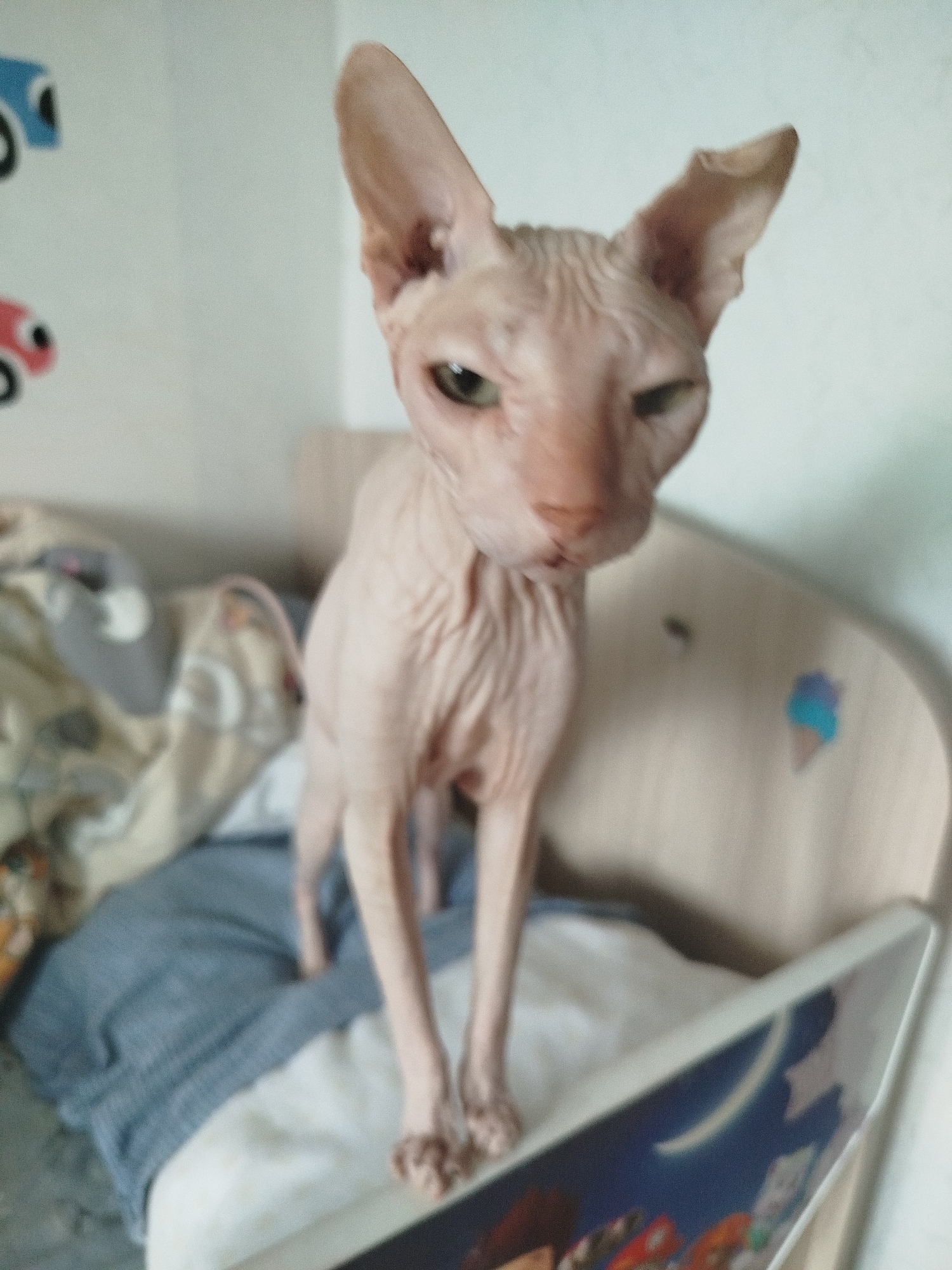 A Sphynx cat stands on top of a bed in a room. The cat is pink and has large ears. The bed is made with blue and white linens. There are some toys or decorations on the wall behind the cat. The image appears to have been taken in a residential setting. There is no information available to determine the location in Zavodoukovsk, Russia.