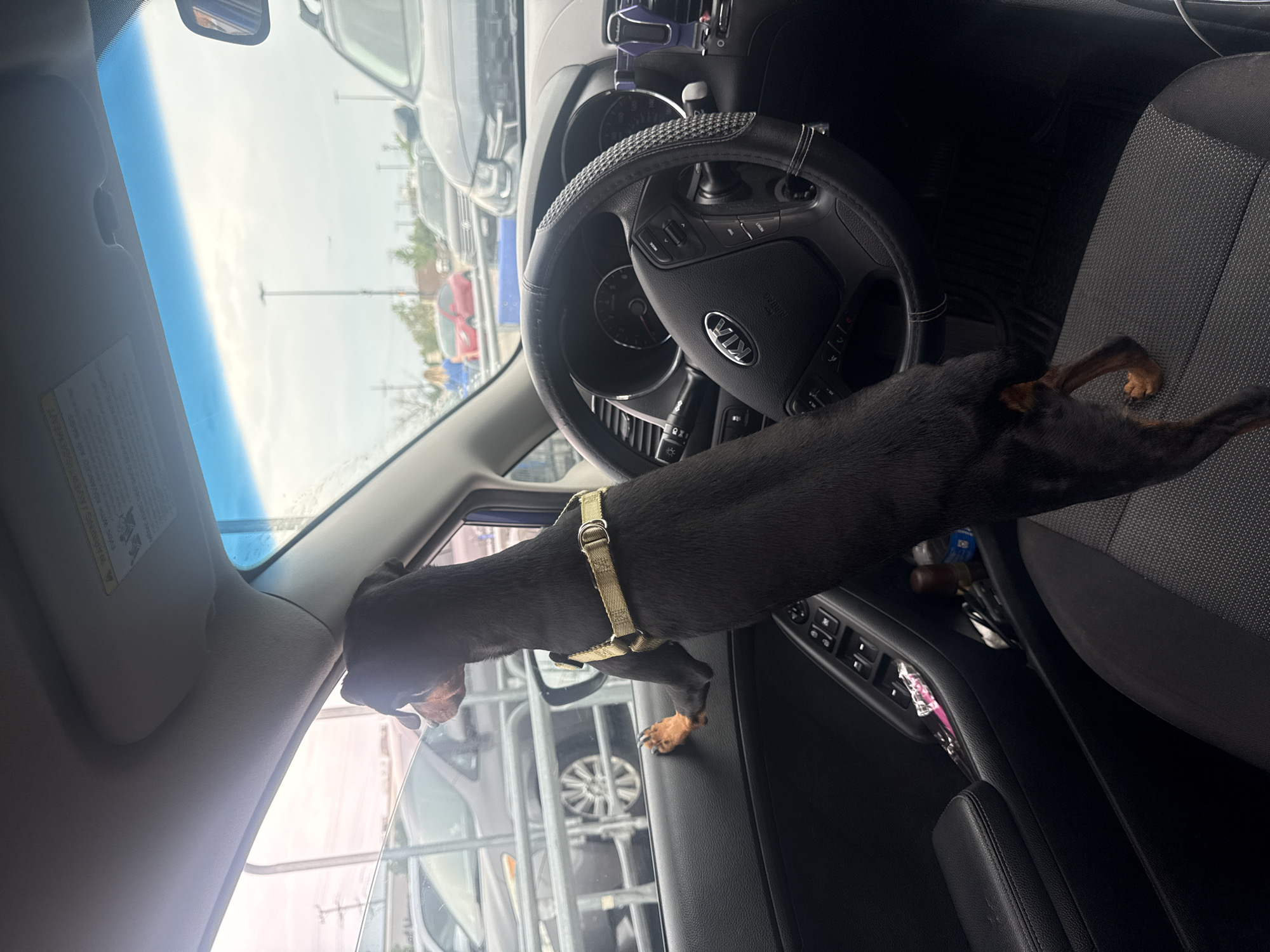 A black Miniature Pinscher dog stands on the driver's side seat of a car, with its front paws resting on the open car door and its head and upper body looking out the window. The dog is wearing a tan harness. The interior of the car, a Kia, is visible, including the steering wheel, dashboard, and door controls. Outside the car, a parking lot is visible with other vehicles and what appears to be a shopping cart corral. The sky is overcast. The image was taken in Niles, United States of America.