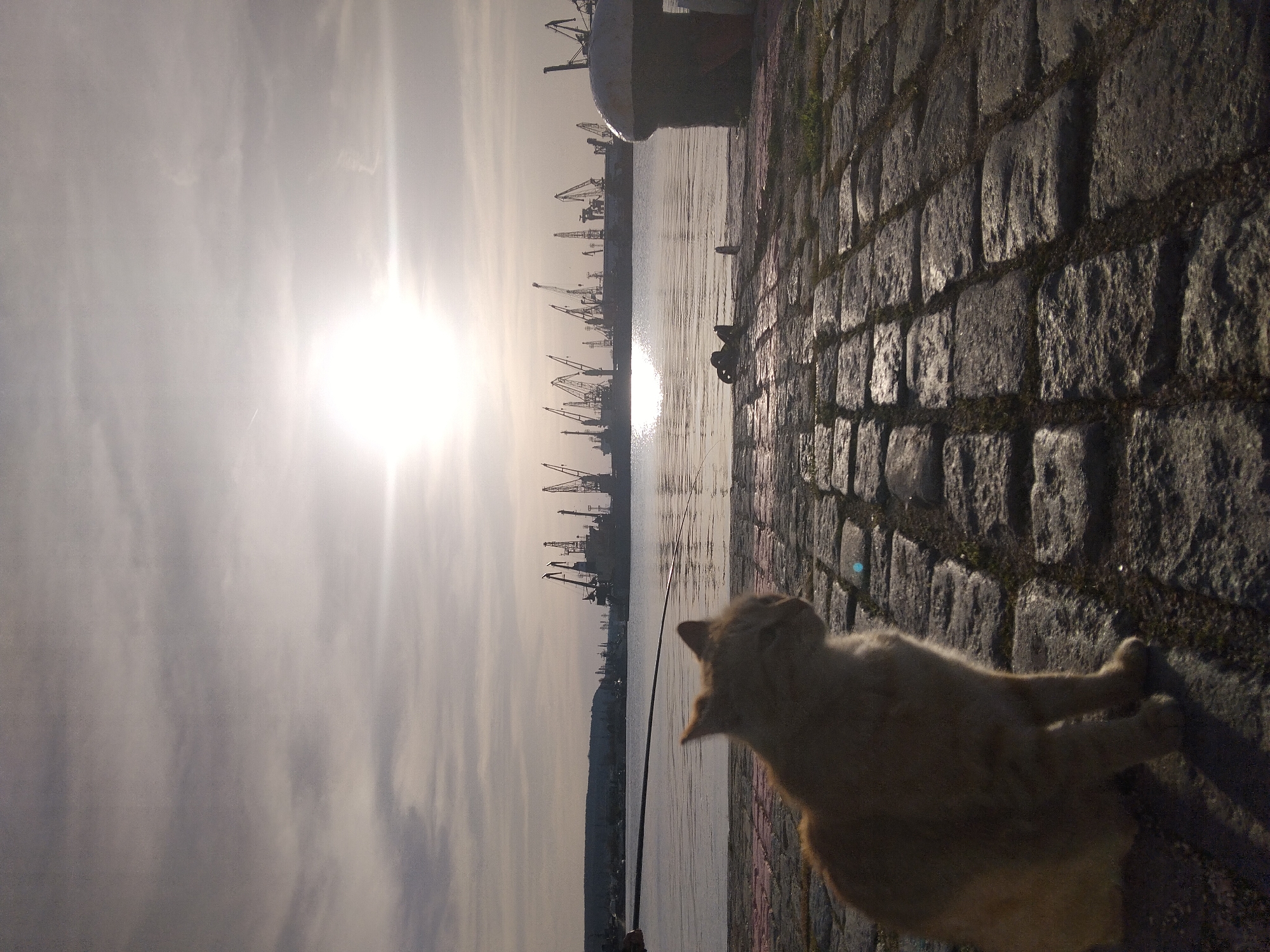 The image shows a harbor scene in Varna, Bulgaria, with a cat in the foreground. The cat, light brown in color, is lying on a cobblestone surface. In the background, a body of water reflects sunlight, with numerous cranes silhouetted against the bright sky. A fishing rod is visible near the waterline. The weather appears to be sunny. The scene depicts an industrial harbor landscape.