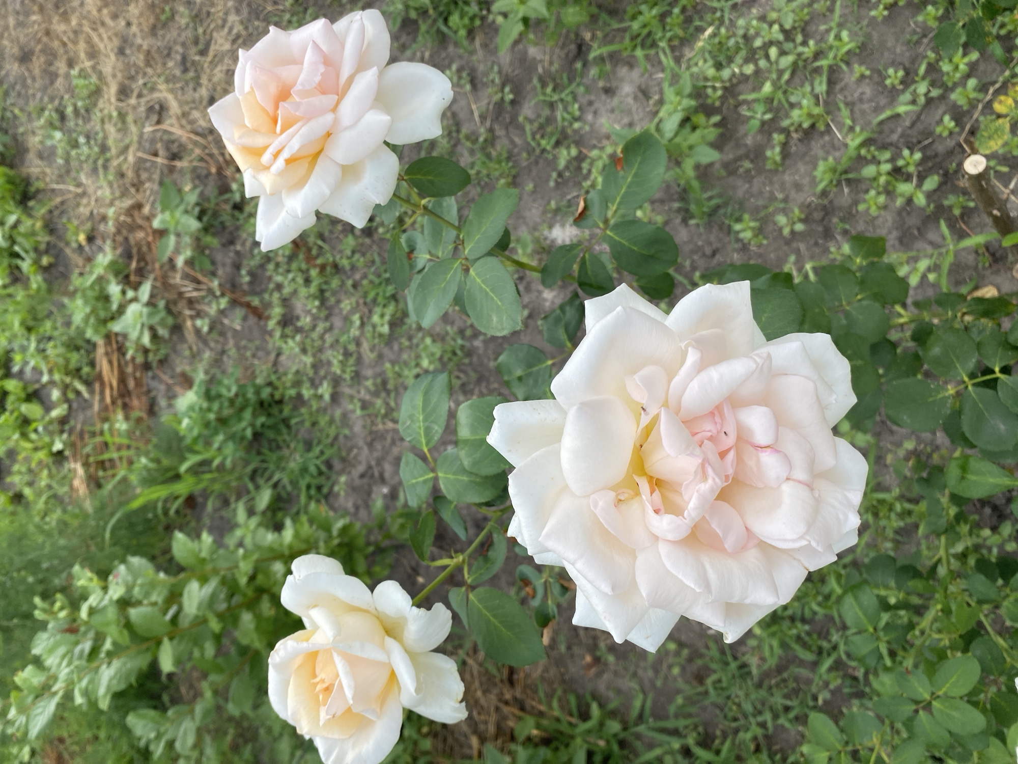 The image shows three light-colored roses with peachy-pink centers, blooming in what appears to be a garden. The largest rose is in the foreground, slightly to the left. To its upper right, a second rose is visible, and further to the right and slightly behind, a third rose. The roses are surrounded by green leaves and stems. The background consists of dark soil with scattered green plants and dry, straw-like material, suggesting an outdoor setting. The lighting indicates it is daytime. There is no indication of the location being in Vasylky, Ukraine.