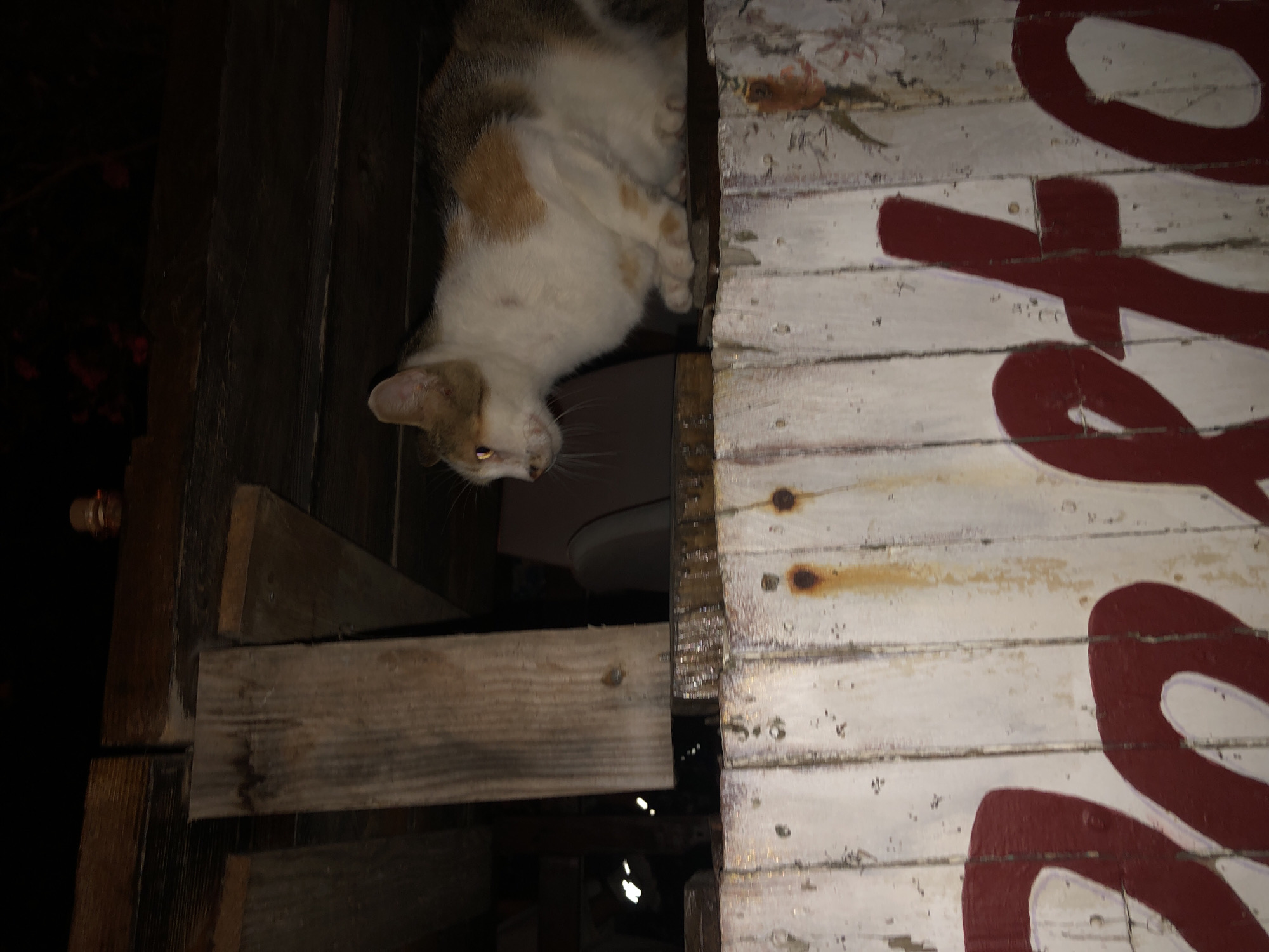 In Karaburun, Turkey, a calico cat with white, brown, and orange patches is perched on a weathered, white wooden fence with red lettering. The cat is in a crouched position, facing to the left with its eyes open and its ears alert. The fence is made of vertical wooden planks, some of which show signs of rust and wear. Behind the cat, there are wooden beams and dark background elements, suggesting an outdoor or semi-outdoor setting, possibly an alleyway or under a structure. The lighting is dim, with the cat's eyes reflecting the light. The red lettering on the fence appears to be part of a sign, with some letters partially visible.