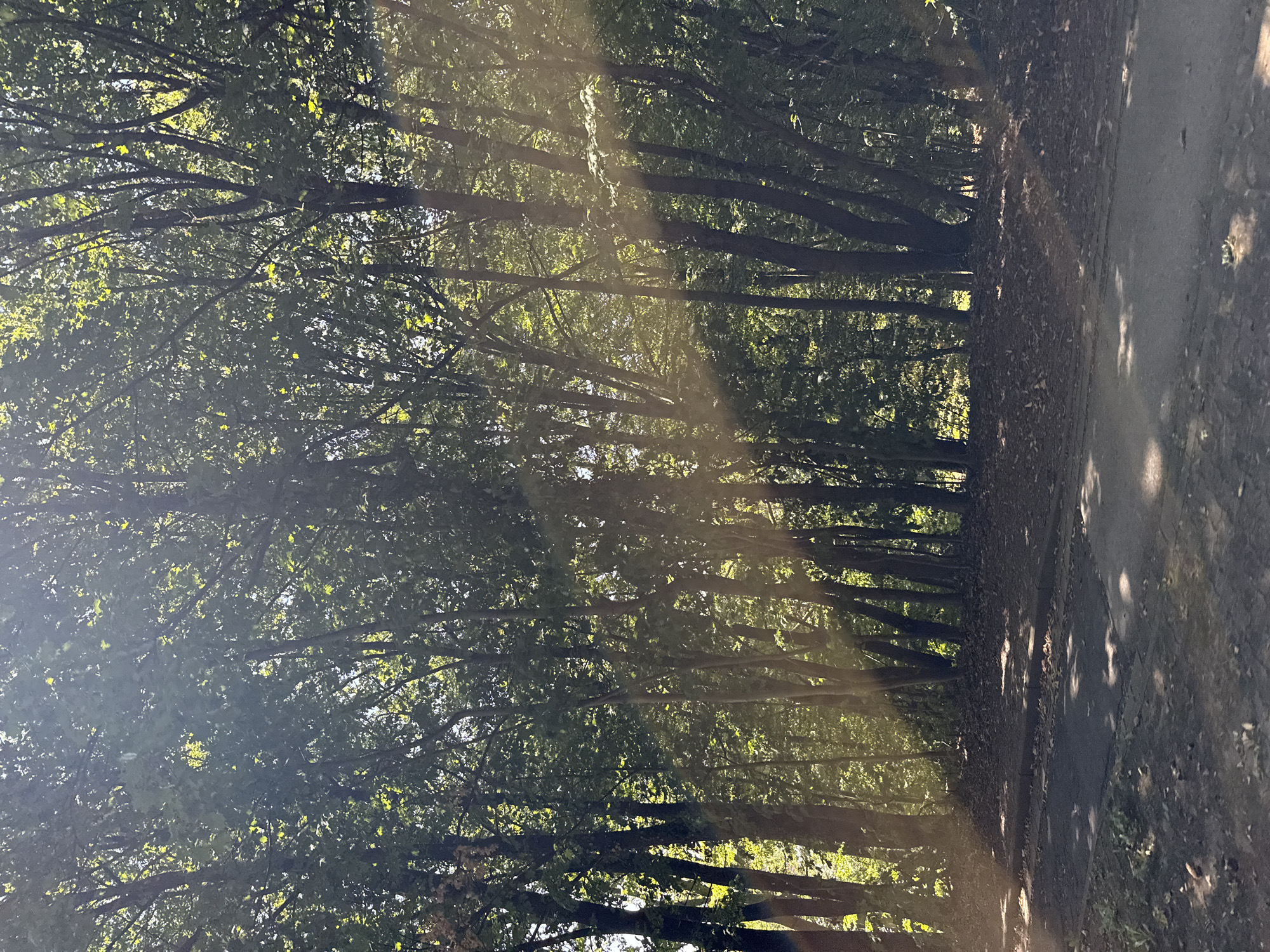 The image depicts a sun-dappled forest scene with dense trees. Sunlight filters through the canopy, creating visible rays that illuminate parts of the path and forest floor. The ground is covered with fallen leaves and appears to be a dirt path or road. The trees are tall and have dark trunks with a thick green canopy. The overall impression is a natural, outdoor environment.