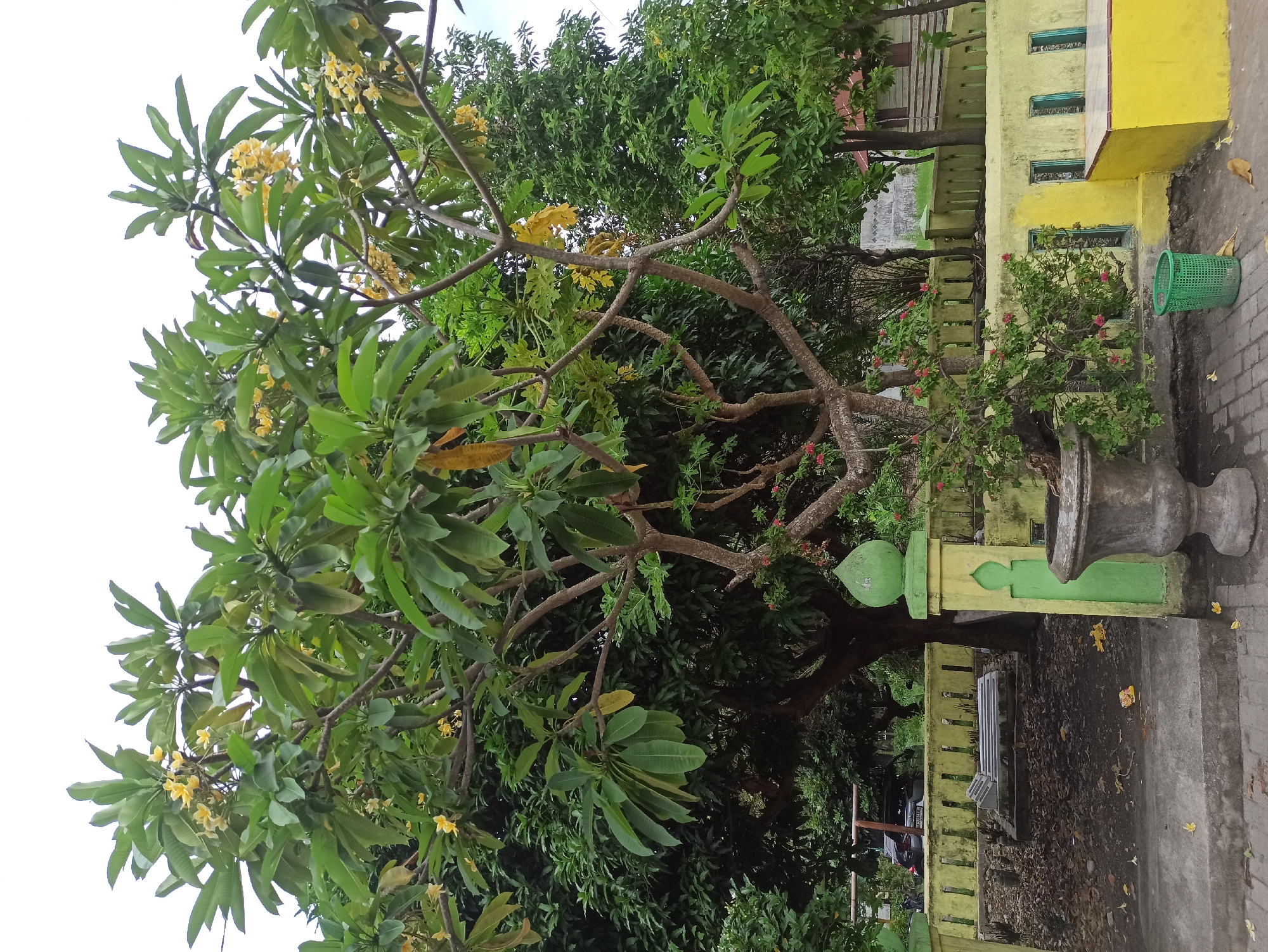 A wide shot captures a frangipani tree with yellow flowers in the foreground, partially obscuring a tombstone and a yellow and green painted fence. The tombstone, made of concrete, is visible behind the tree and a large, weathered concrete planter. The fence encircles a small plot of land. A car and a motorcycle are parked behind the fence. To the right, a bright yellow structure with green-tinted windows extends along the fence. In the background, lush green trees create a dense backdrop, and a building with a reddish roof is partially visible. The scene appears to be in a cemetery or a similar commemorative area within the city of Medan, Indonesia.