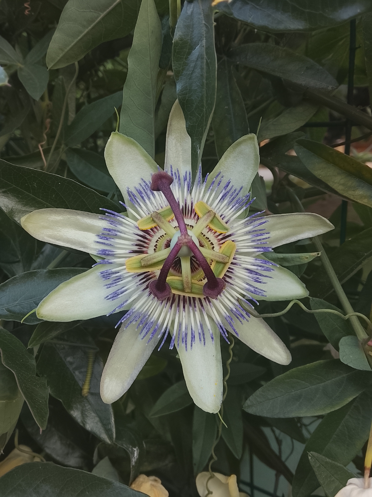 The image shows a close-up of a single, intricate passionflower bloom. The flower has white petals with a slight green tint, radiating outwards. In the center, a complex structure features purple and green filaments, with prominent maroon-colored stigmas and anthers. The flower is surrounded by lush green foliage, with some leaves appearing darker and others lighter, suggesting varying light conditions. A thin, coiled tendril is visible on the left side, characteristic of a climbing plant. The background is filled with more green leaves, creating a natural, garden-like setting. The lighting appears to be natural, likely daylight, casting subtle shadows and highlighting the delicate details of the flower. There are no people, text, or specific time-of-day or weather cues. The overall impression is one of natural beauty and botanical detail.