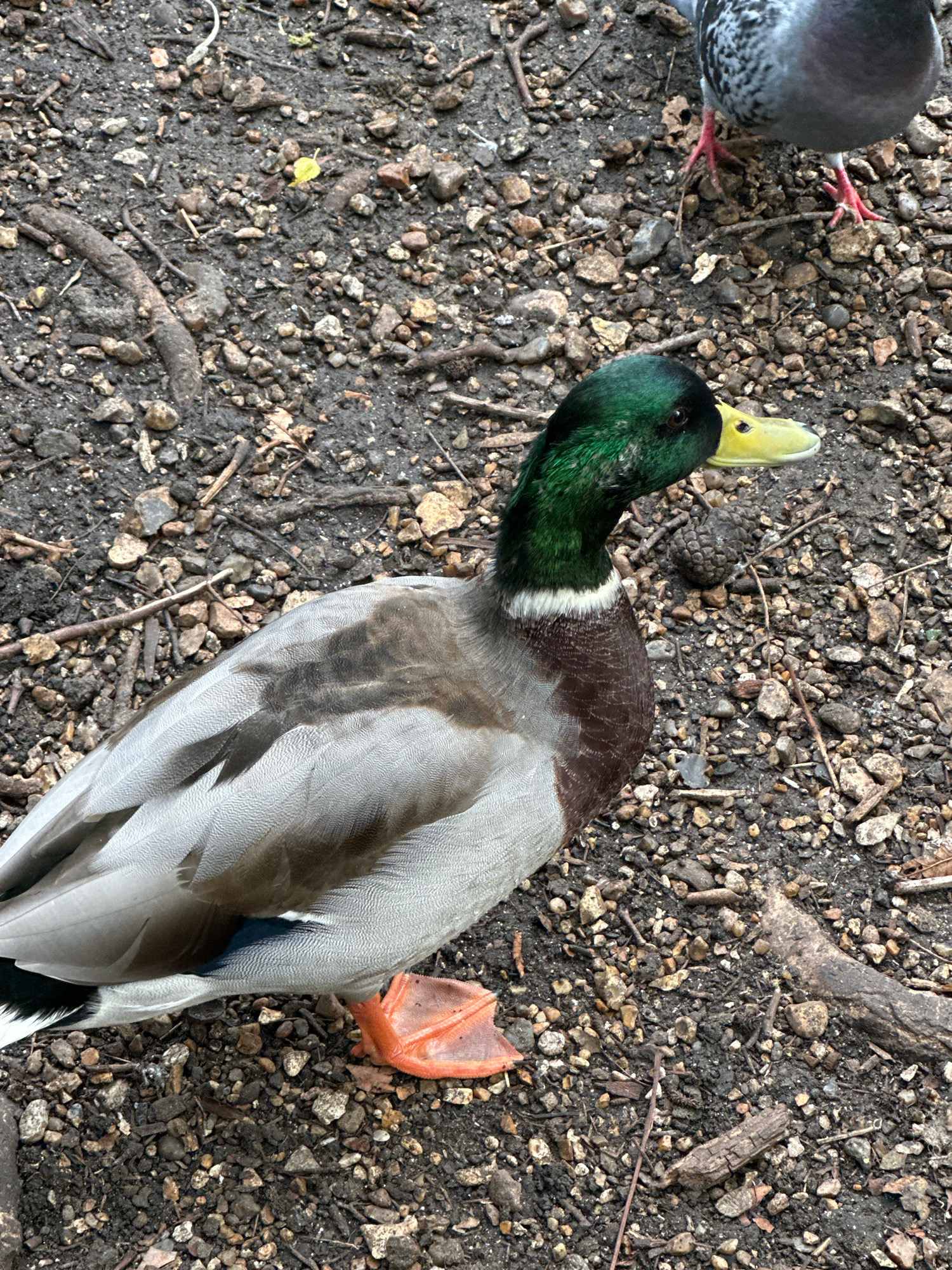 A male mallard duck with iridescent green head, yellow bill, and brown and grey plumage stands on a rough, gravely surface. Its orange webbed foot is visible. In the upper right corner, a pigeon is partially visible, showing its grey and white speckled body and pink feet. The ground is composed of various sized stones, small branches, and dark soil. The scene is likely in a park or outdoor area in London, United Kingdom, as suggested by the presence of common urban wildlife.
