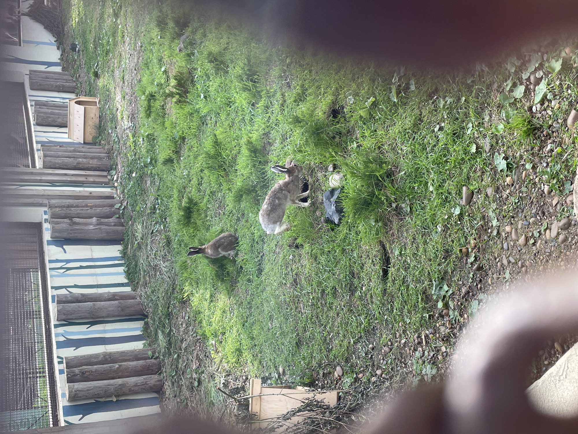 An outdoor scene depicts two brown rabbits within a grassy enclosure, likely in Perm, Russia. The image is taken in daylight, with bright illumination casting some shadows. One rabbit stands alert on its hind legs in the middle of the frame, facing right, with its ears perked. Another rabbit is further left, closer to the enclosure's structures, moving on all fours.
The ground is predominantly covered in vibrant green grass, with a patch of dirt and small pebbles/rocks visible on the right side. Several wooden log barriers or steps are arranged vertically along a painted wall on the left, which features blue and white tree-like patterns. A metal mesh fence is also visible on the far left. Near the bottom left, a small, open wooden shelter or hutch is placed on the ground. Another smaller wooden box is seen further up on the left side of the grass. Parts of what appear to be human fingers or hands obstruct the very top and bottom edges of the frame, suggesting the photo was taken by a person possibly holding a camera or phone close to an observation point or through a barrier. There is no visible text in the image.