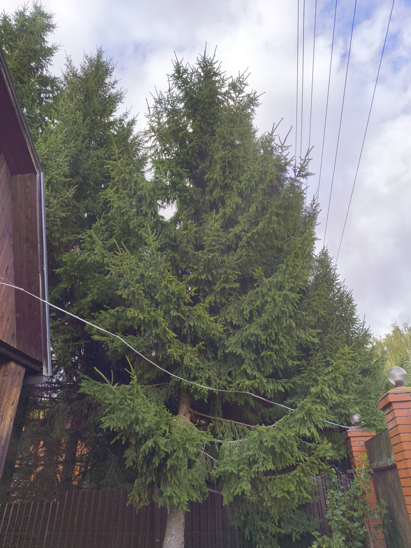 The image depicts an outdoor scene in Востец Снт, Russia, dominated by several large evergreen trees, likely spruce or fir. The trees are lush and dense with foliage. To the left, a portion of a wooden structure, possibly a house or shed with a dark reddish-brown roof and siding, is visible. A dark brown metal fence runs along the bottom of the frame, partially obscured by the trees and vegetation. In the background, a brick pillar with a spherical light fixture on top stands to the right, adjacent to the fence. Above the trees, a sky with scattered clouds is visible, and several dark power lines run diagonally across the upper portion of the image. The overall environment appears to be a residential or semi-rural area with mature trees.