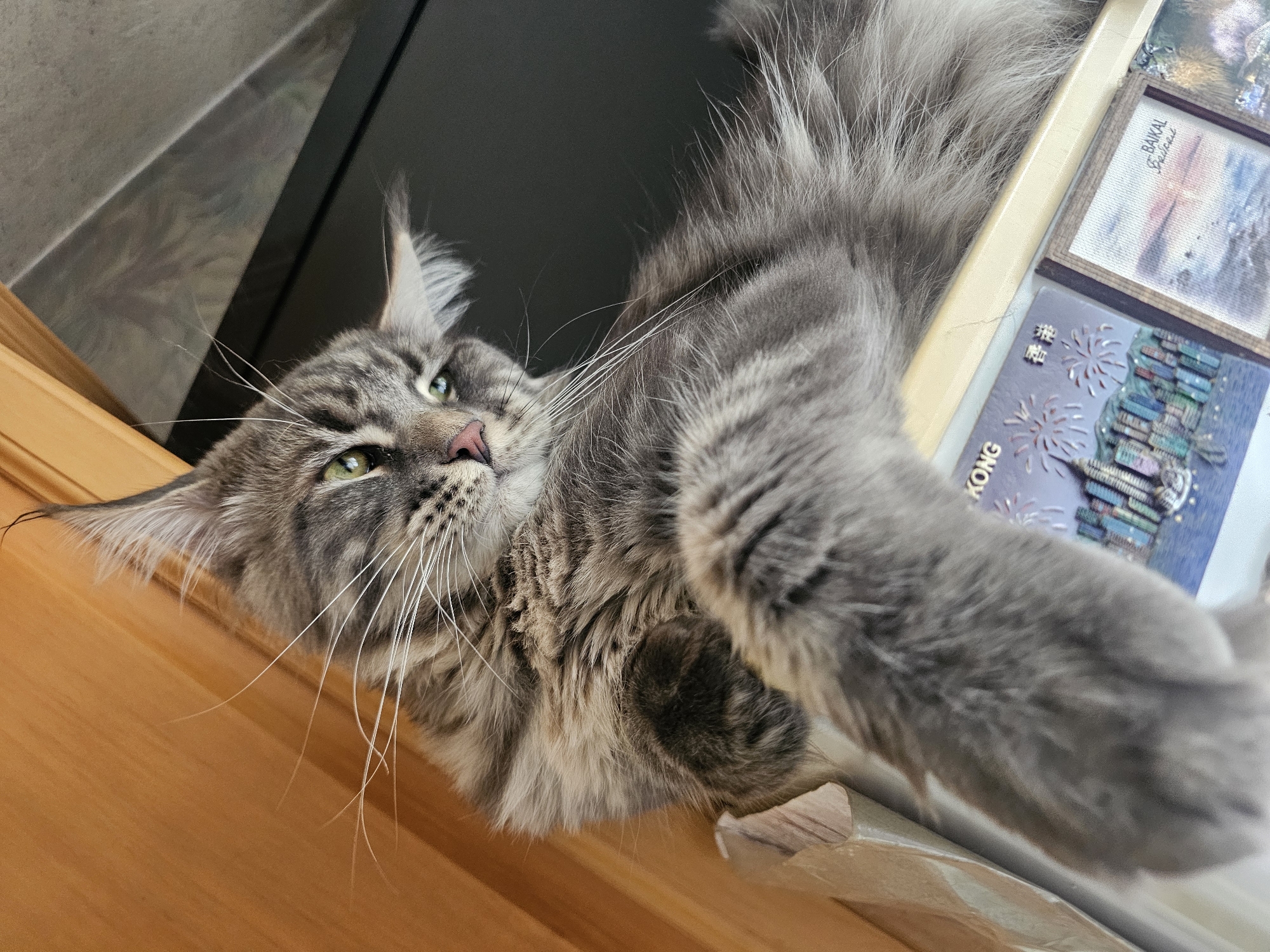 A close-up, low-angle shot shows a fluffy Maine Coon cat resting on a surface, with its front paw extended towards the camera. The cat has grey and black tabby markings, green eyes, and long white whiskers. The background consists of a wooden surface on the left and a dark surface on the right. In the foreground, there are several small pictures or postcards. One postcard is visible in detail, depicting a cityscape with fireworks and the word "HONG" in English and Chinese characters, possibly a souvenir from Hong Kong. Another postcard shows a landscape with the word "BAIKAL" and what appears to be a lake. The presence of these postcards suggests a personal collection, possibly in a domestic setting. There is no visible indication that this scene is located in Vladivostok, Russia.