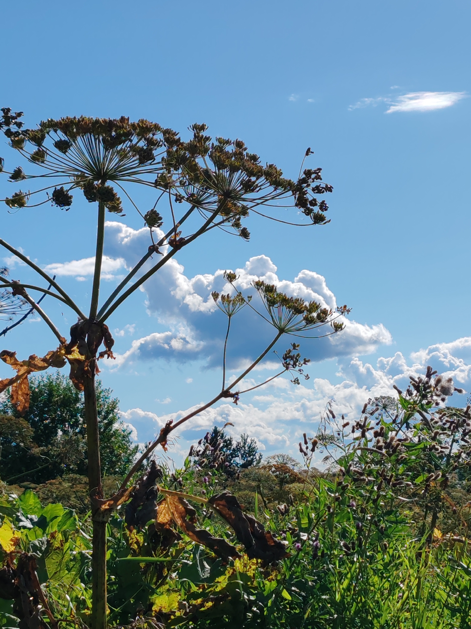 This image depicts a close-up, low-angle view of tall, dry cow parsnip plants with seed heads against a bright blue sky with scattered white clouds. The foreground is filled with lush green foliage and some wilting brown leaves on the lower parts of the cow parsnip stalks. In the background, there is a dense line of green trees. The scene appears to be a natural outdoor environment, likely a field or meadow. There are no people or animals visible in the image. The location is identified as Чухлэм, Russia.
