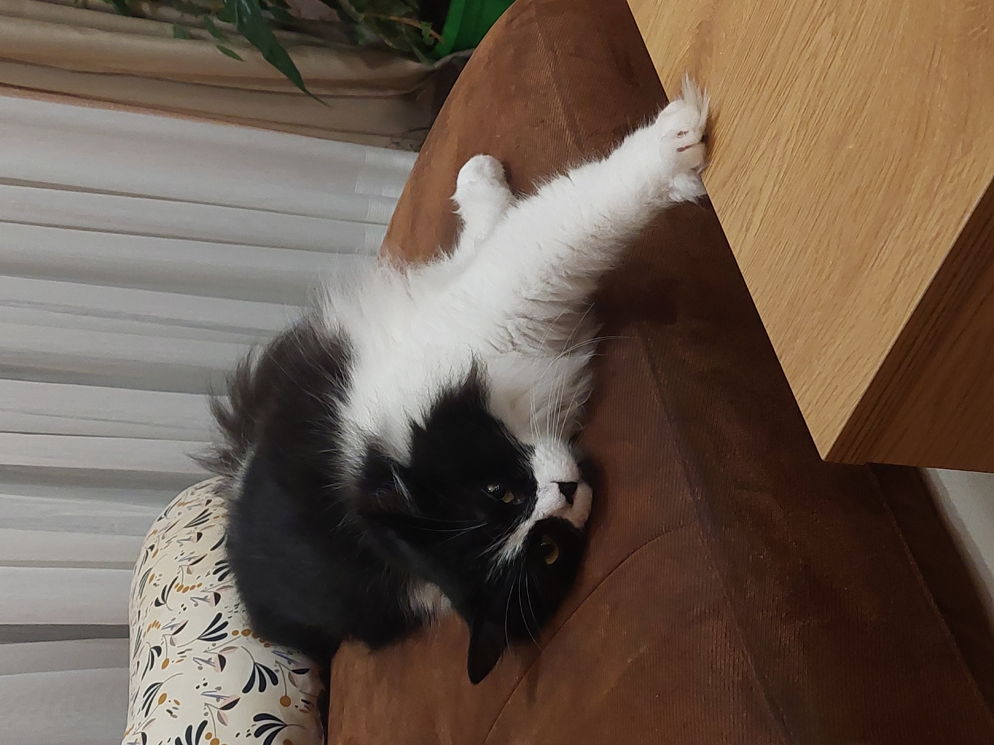A black and white cat is lying on a brown couch. Its right paw is extended and resting on the edge of a wooden table. The cat is facing towards the left side of the image, with its head resting on the couch. The background includes a curtain and a plant.
While the image may have been taken in Plovdiv, Bulgaria, the provided image does not provide any visual evidence of the specific location.