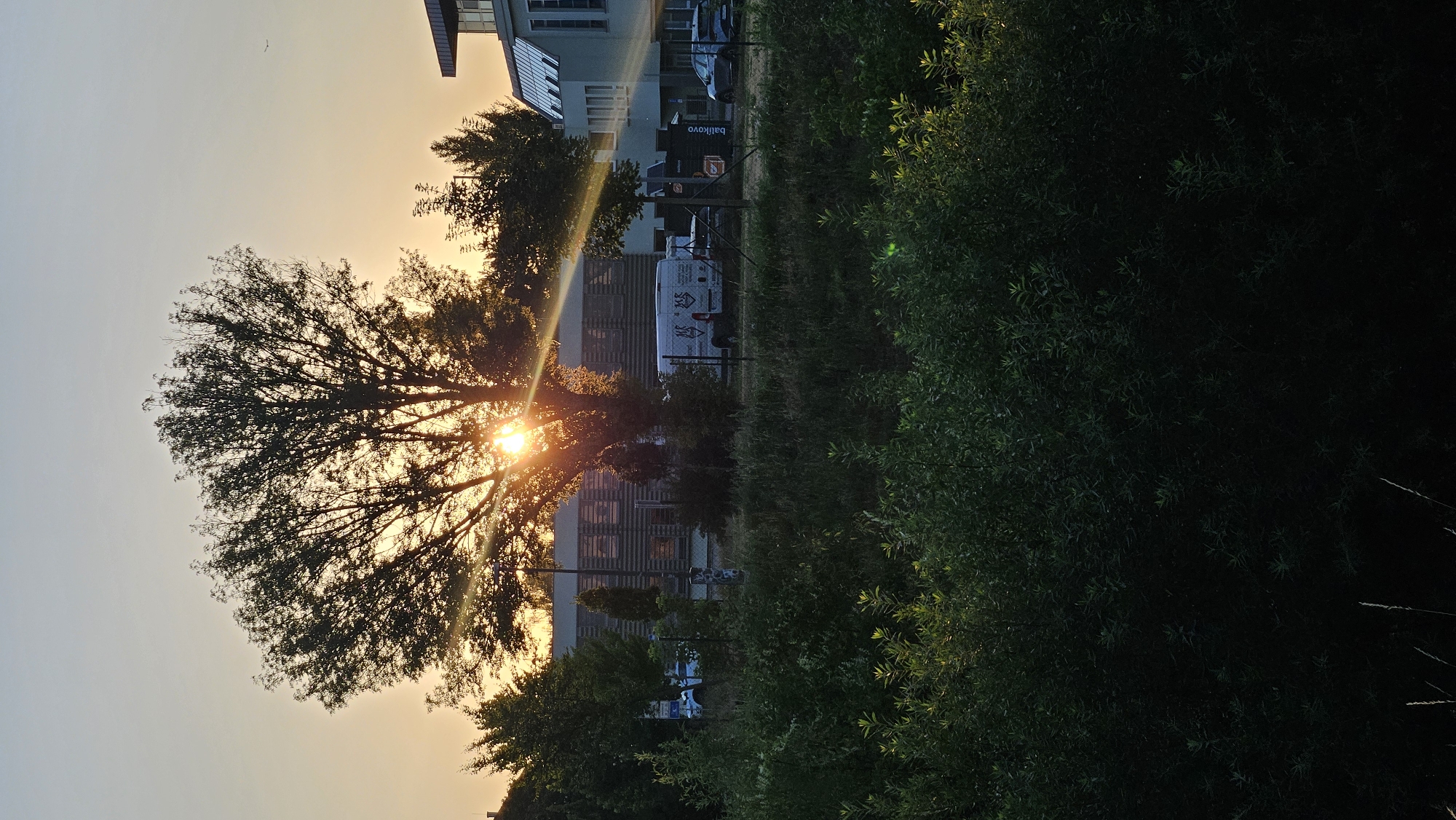 The image captures a tree silhouetted against a golden sunset, with the sun's rays shining through its branches. In the background, a modern building with a glass facade is visible, along with a white van parked on a street. The scene appears to be an urban or suburban environment. The composition suggests a moment of natural beauty juxtaposed with man-made structures. The foreground is dominated by lush green foliage.