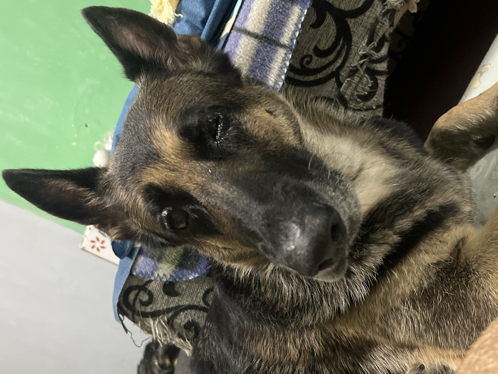 A German Shepherd dog is lying on a bed covered with blankets. The dog's head is tilted, and its eyes are partially closed, giving it a sleepy or relaxed appearance. The background shows a green wall. The image appears to be taken indoors. The location of this scene in the city of Nizhny Tagil, Russia, cannot be determined from the visual information provided in the image.