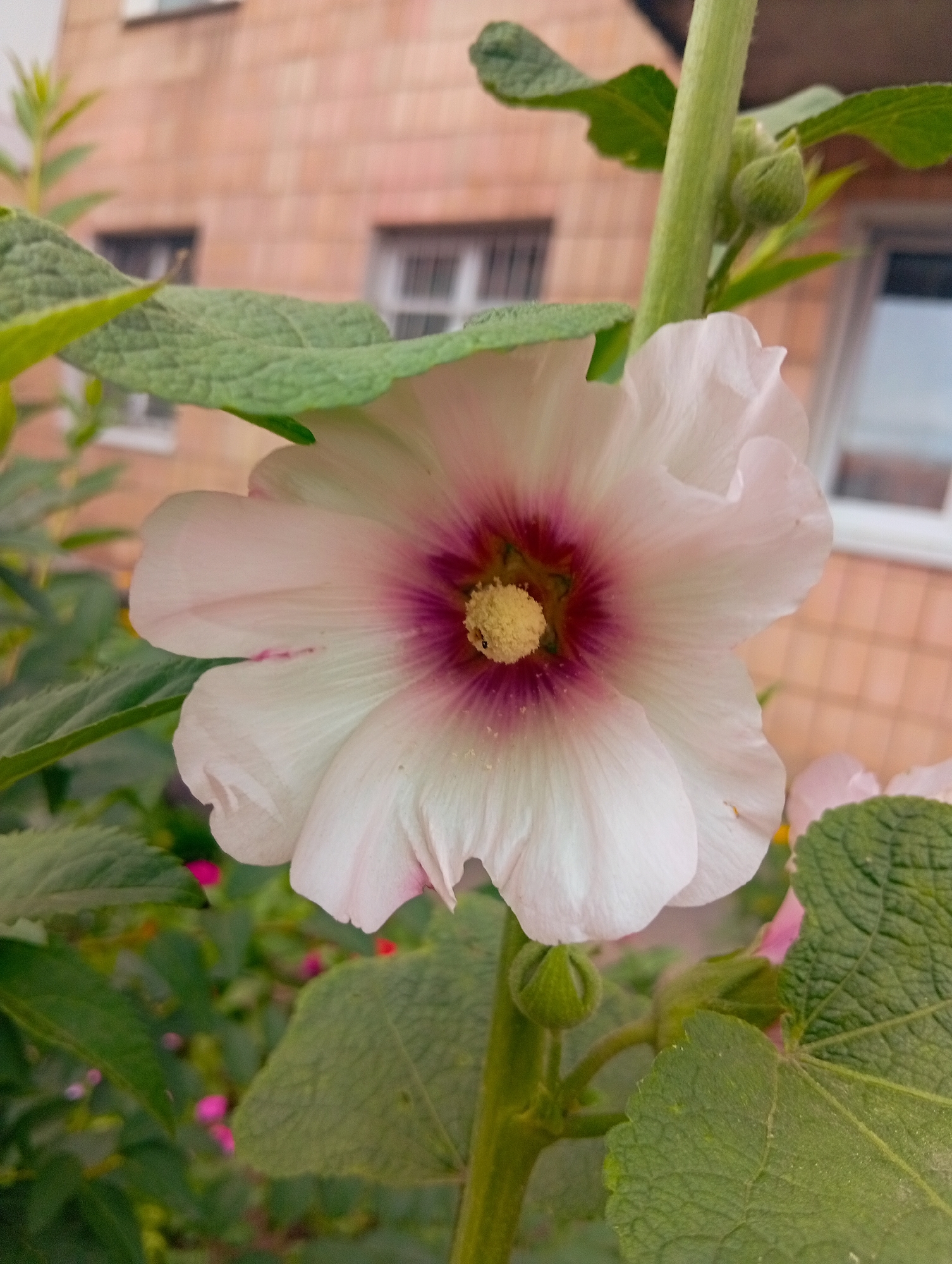 A close-up, low-angle, eye-level shot shows a pale pink hollyhock flower in full bloom, facing the viewer. The flower has five broad petals and a dark pink center that transitions to a bright yellow stamen. The background is blurred, with a brick building and windows visible. Green leaves and stems surround the flower, with a few small pink buds on the stem. The scene appears to be in a garden or outdoor setting.
