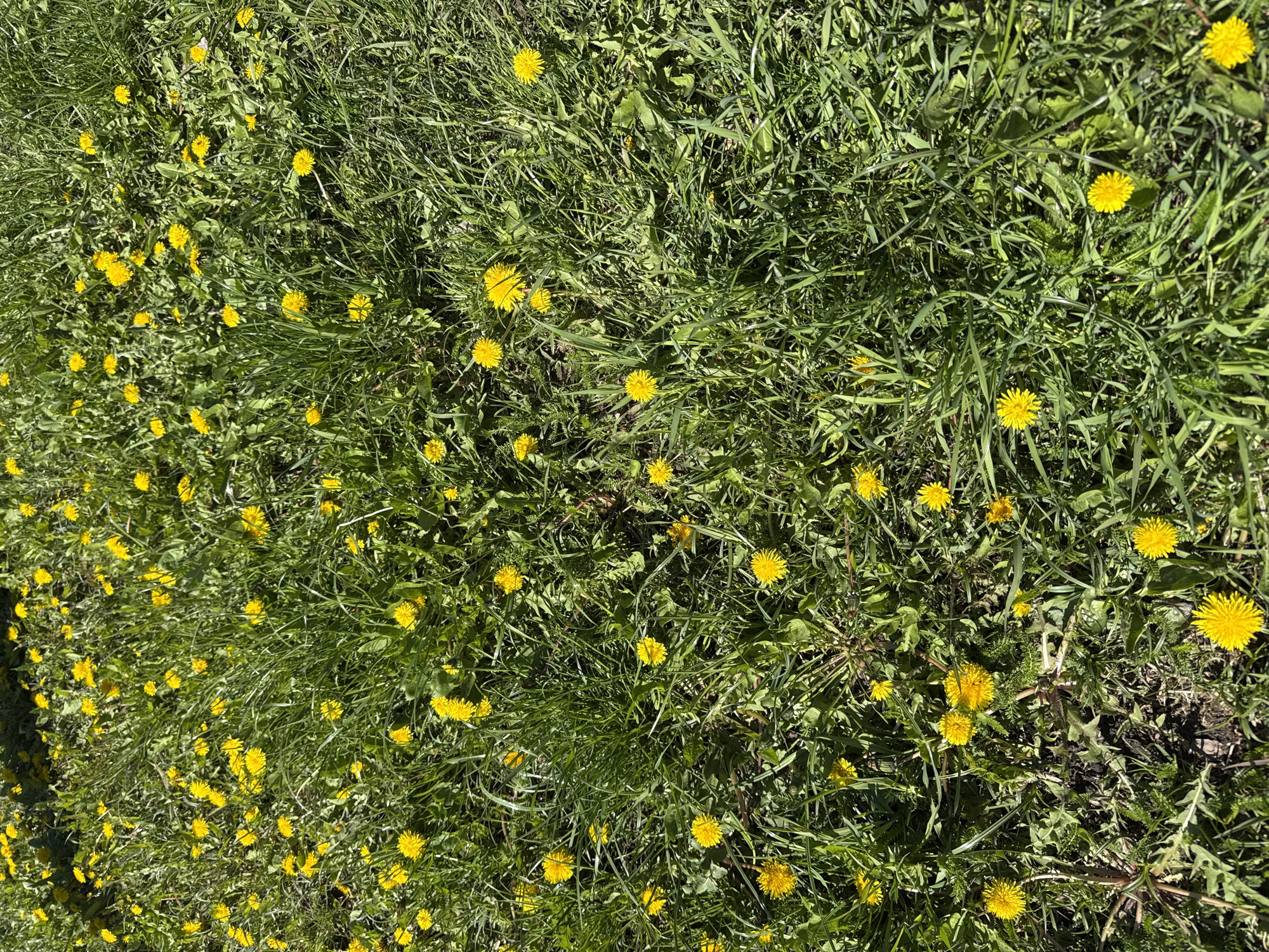 The image depicts a field of dandelions in bloom. The scene consists primarily of green grass interspersed with numerous yellow dandelion flowers. The ground is visible beneath the vegetation in some areas. The image provides no information about location, individuals, objects, actions, or interactions, hence the request for location details in Shevlyakovo, Russia, is unmet.