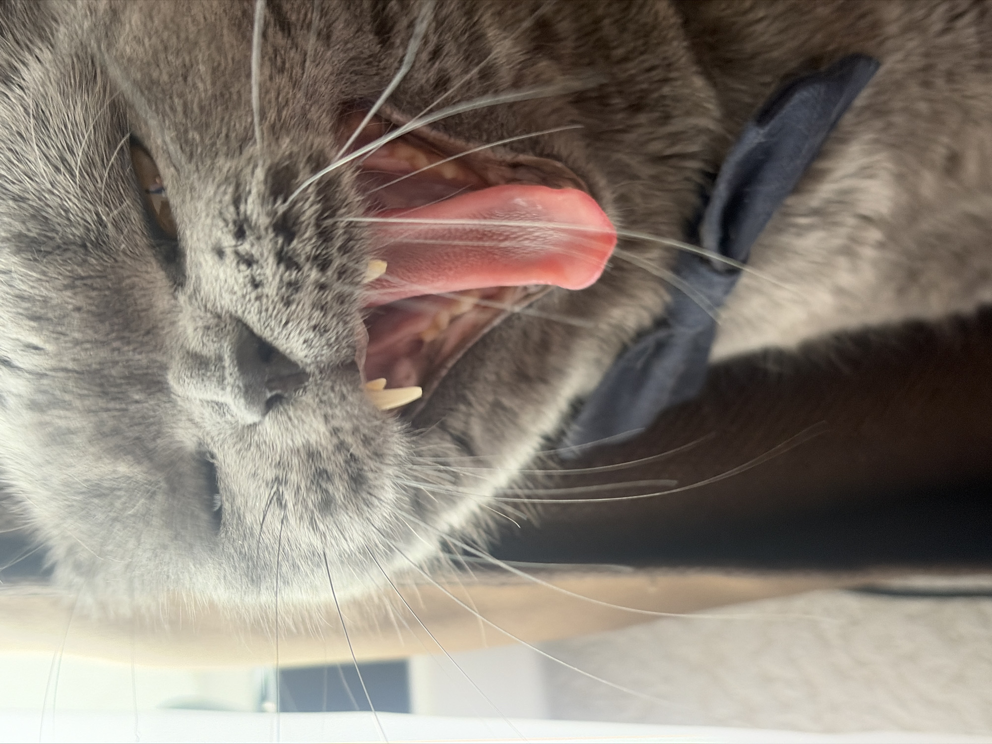 A close-up shot depicts a grey cat with its mouth open, revealing its tongue and teeth. The cat appears to be wearing a dark blue collar. The background is blurred, revealing a shelf and a hint of a window. There is no clear indication to determine whether the image was taken in the city of Saint Petersburg, Russia.