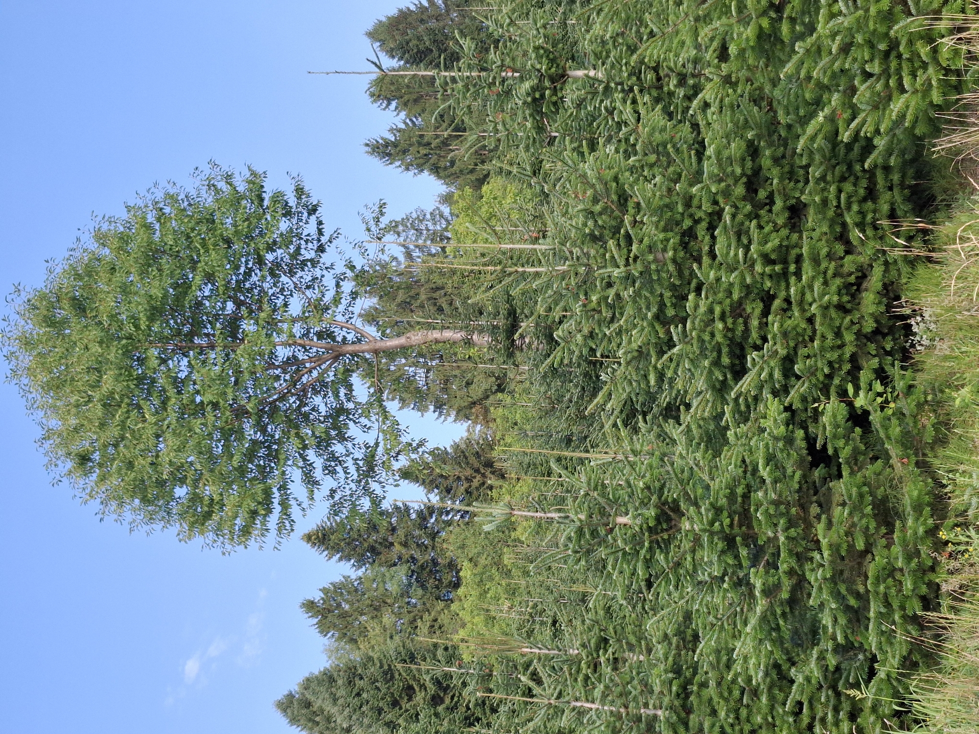 The image depicts a dense forest with a clear blue sky overhead. In the foreground, numerous young evergreen trees are tightly packed together, creating a lush, green carpet. Behind them, larger evergreen trees form a solid wall of foliage, with some deciduous trees interspersed. A single, taller deciduous tree with lighter green leaves stands out in the center of the frame, rising above the surrounding evergreens. The scene appears to be a managed forest or tree nursery, possibly a Christmas tree farm, given the uniformity and density of the young evergreens. The lighting suggests it is daytime, with the sun illuminating the scene from the side. No people are visible in the image. The terrain appears to be somewhat overgrown with dry grass and some small yellow wildflowers in the very bottom of the frame.