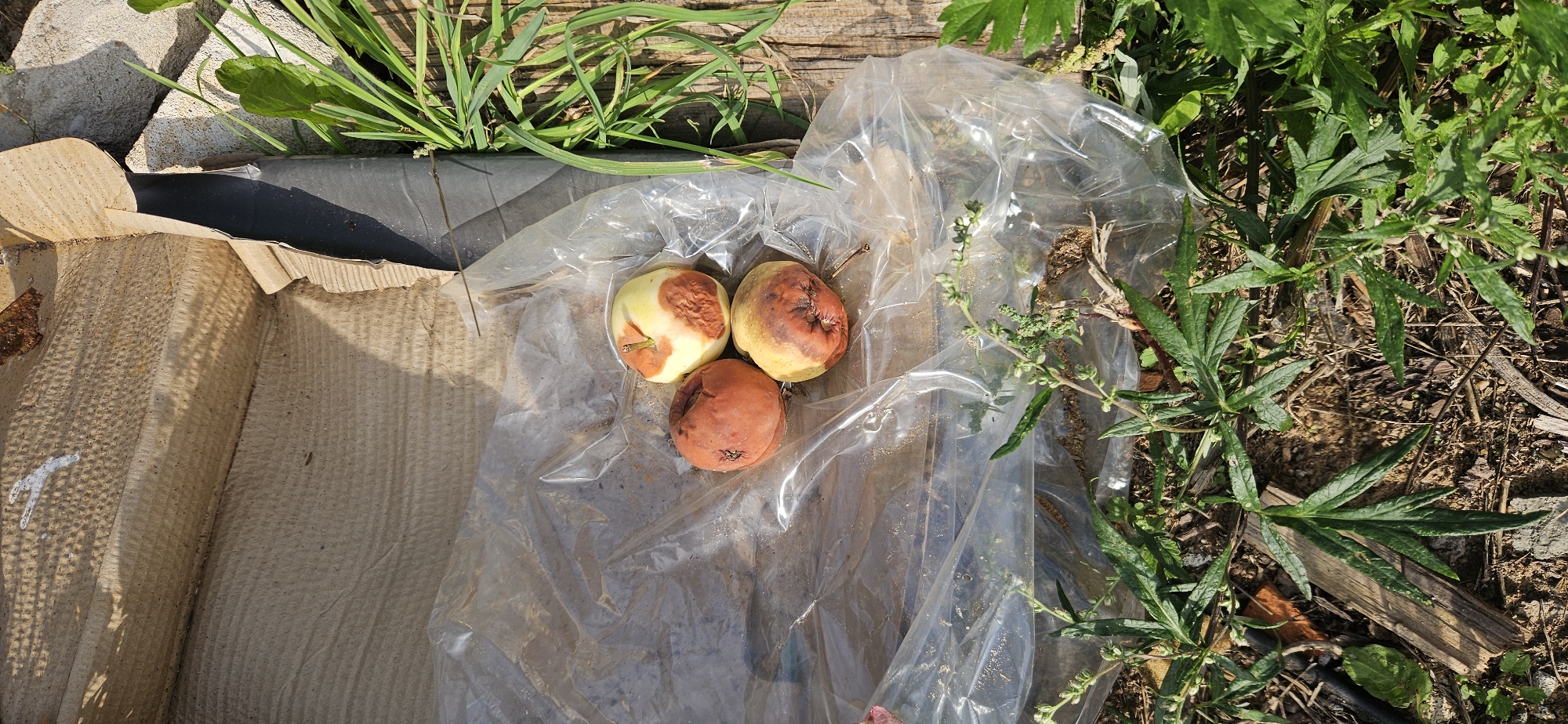 Three decaying apples lie on a wrinkled sheet of clear plastic. The apples are in various stages of rot. One is mostly red, another is yellow with significant brown rot, and the third is a reddish-yellow also showing extensive decay. The plastic sheet is spread over a brown, uneven surface which appears to be soil and organic debris. In the background, part of an open cardboard box is visible, with its corrugated texture exposed. To the right of the apples and plastic, green grass and weeds grow, and a wooden surface is partially visible. The lighting suggests an outdoor environment, possibly with sunlight casting shadows from the cardboard box. The scene is set in the Мазалаўскі сельскі Савет, Belarus.