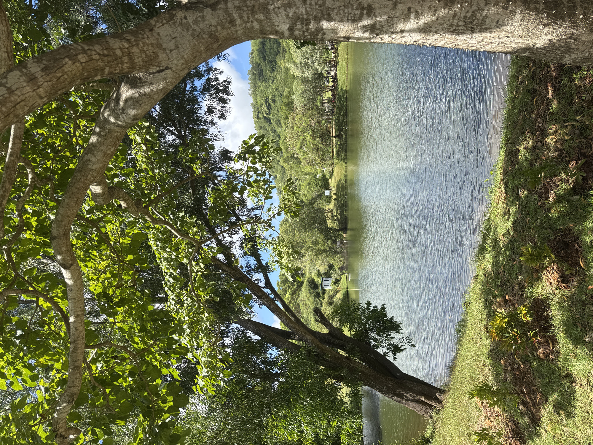 The image shows a lake surrounded by trees and greenery. The foreground is dominated by tree branches, framing the view of the lake in the distance. The lake water appears calm with subtle ripples. On the opposite side of the lake, there is a hill densely covered with trees. The scene appears to be a natural setting, possibly a park or a scenic area. A small white structure is located on the lake's edge, further adding to the landscape. The location in the city of Unknown, Unknown is not visible in the image.