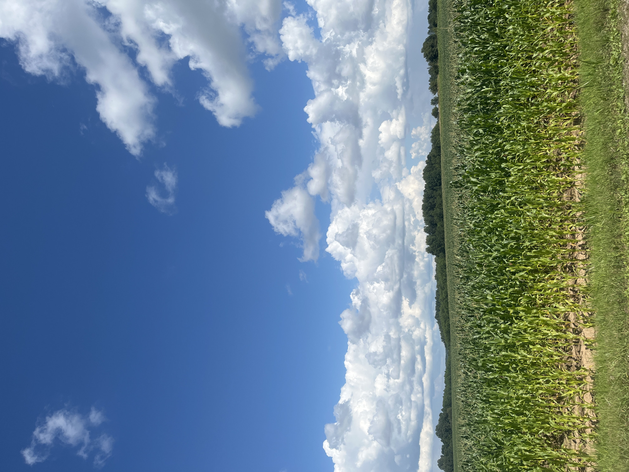 A vast, sun-drenched cornfield stretches across the frame, its vibrant green stalks reaching towards a brilliant blue sky dotted with fluffy white clouds. The field appears healthy and well-tended, with neat rows of corn disappearing into the distance. A line of dark green trees forms a natural border along the horizon, their foliage lush and dense. In the foreground, a strip of dry grass and soil hints at the edge of a road or path. The overall impression is one of rural tranquility and natural abundance under a clear summer sky.