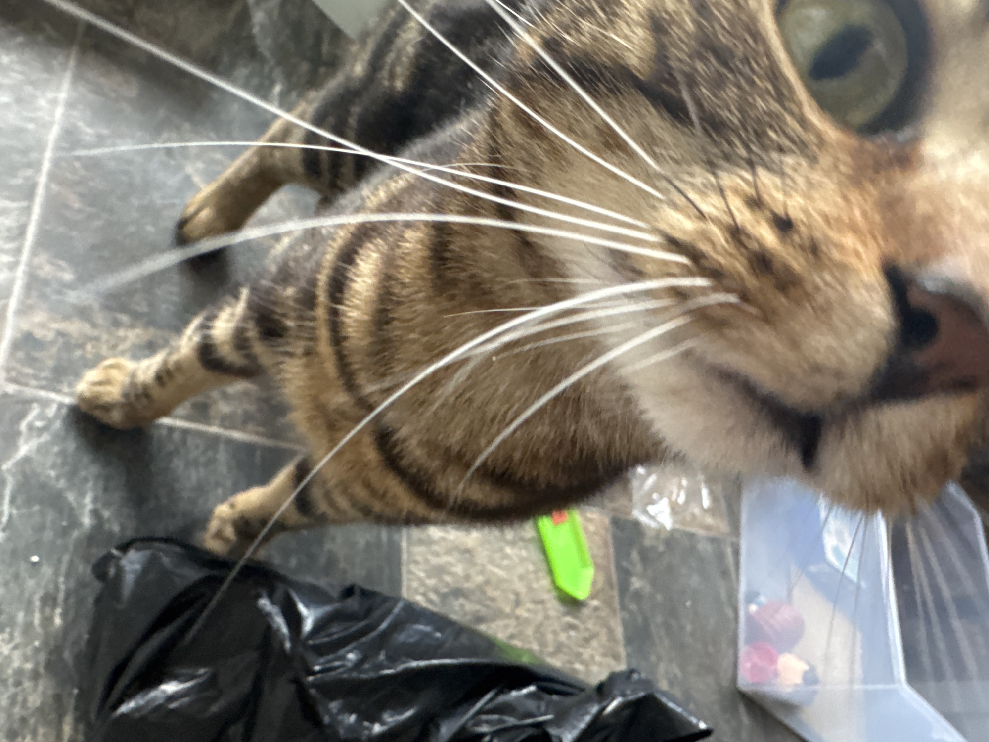 A close-up, high-angle shot features a brown tabby cat with prominent white whiskers. The cat is looking directly into the camera, its face in sharp focus. Below the cat, on a floor with gray and brown tiles, sits a black trash bag. A small green utility knife is also visible on the floor. A clear plastic container with various small items is located to the right of the bag. The location is in Desborough, United Kingdom.