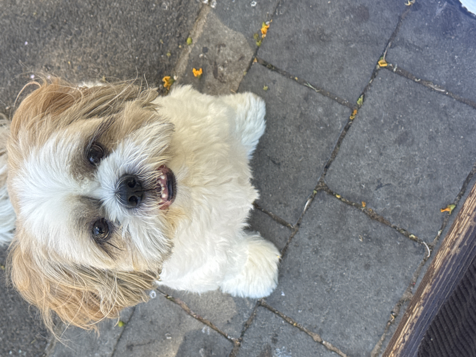 The image shows a close-up, high-angle shot of a small, fluffy dog with light brown and white fur lying on a paved surface. The dog's head is tilted upwards, and its mouth is slightly open, revealing its teeth and tongue. Its eyes are dark and appear to be looking directly at the camera. The dog's fur is shaggy, especially around its face and paws.
The ground is made of dark gray, rectangular paving stones, with visible grout lines between them. Scattered on the paving stones are small specks of debris, including what appear to be dried leaves or flower petals, some of which are yellow and orange.
To the right of the image, a dark wooden structure with visible grain and texture is partially visible. The lighting suggests it is daytime, possibly outdoors, with sunlight casting some shadows. The overall impression is of a candid moment, capturing the dog in a relaxed or playful pose on what appears to be an outdoor patio or walkway. No text is visible in the image.