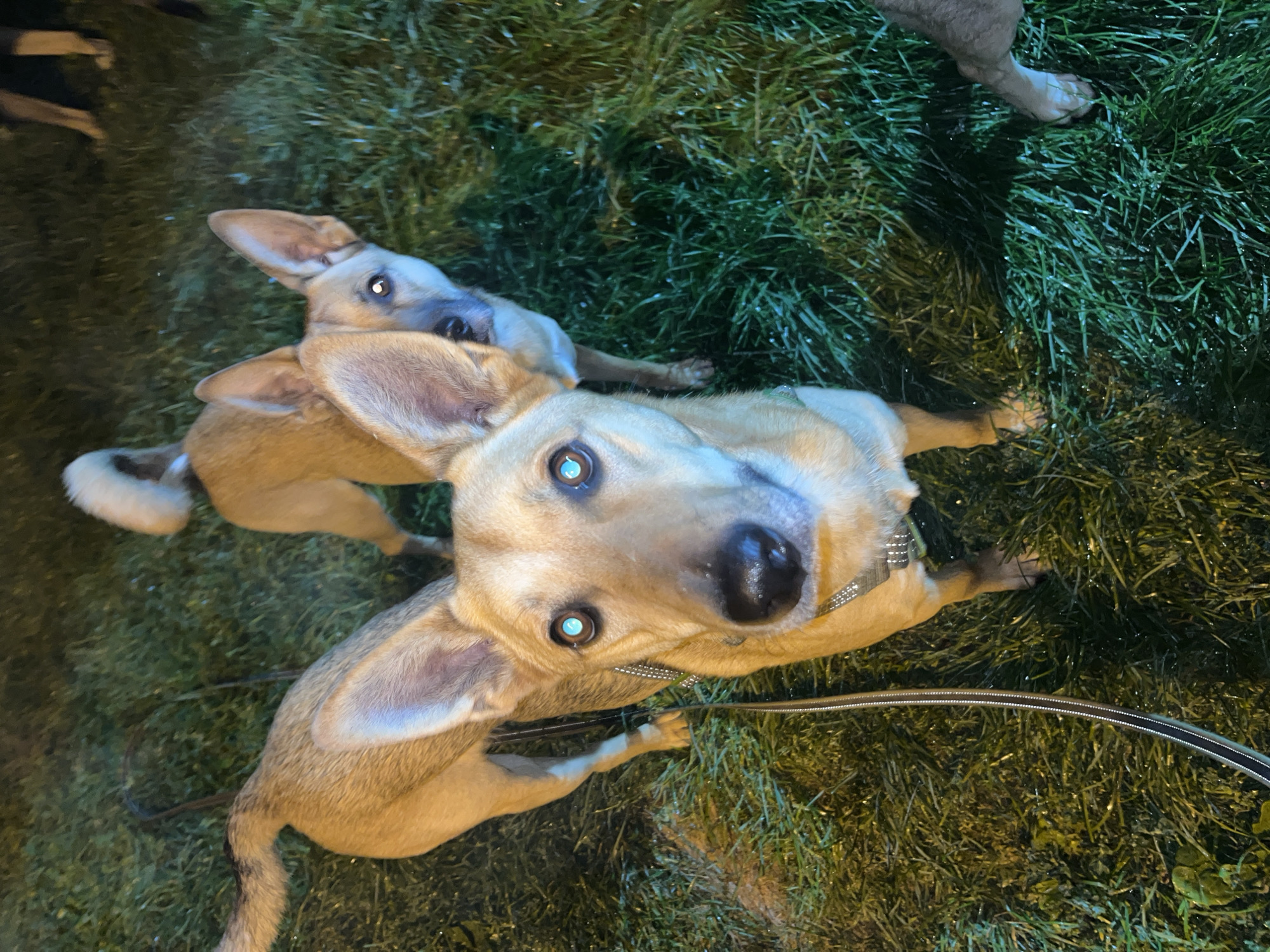 Two tan dogs stand on a grassy area at night, illuminated by artificial light, possibly streetlights. The dog in the foreground is facing the camera, its eyes reflecting the light with a bright, almost blue, glow. It has prominent ears and a black nose. A dark leash with a reflective stripe is attached to its collar. Behind it, another tan dog with a white-tipped tail is partially visible, looking towards the camera. The grass is wet, with droplets of water visible. In the background, partially obscured, are the legs of at least one other person or animal. The setting appears to be an outdoor urban environment, such as a park or residential area, in Nizhny Tagil, Russia, given the provided context.