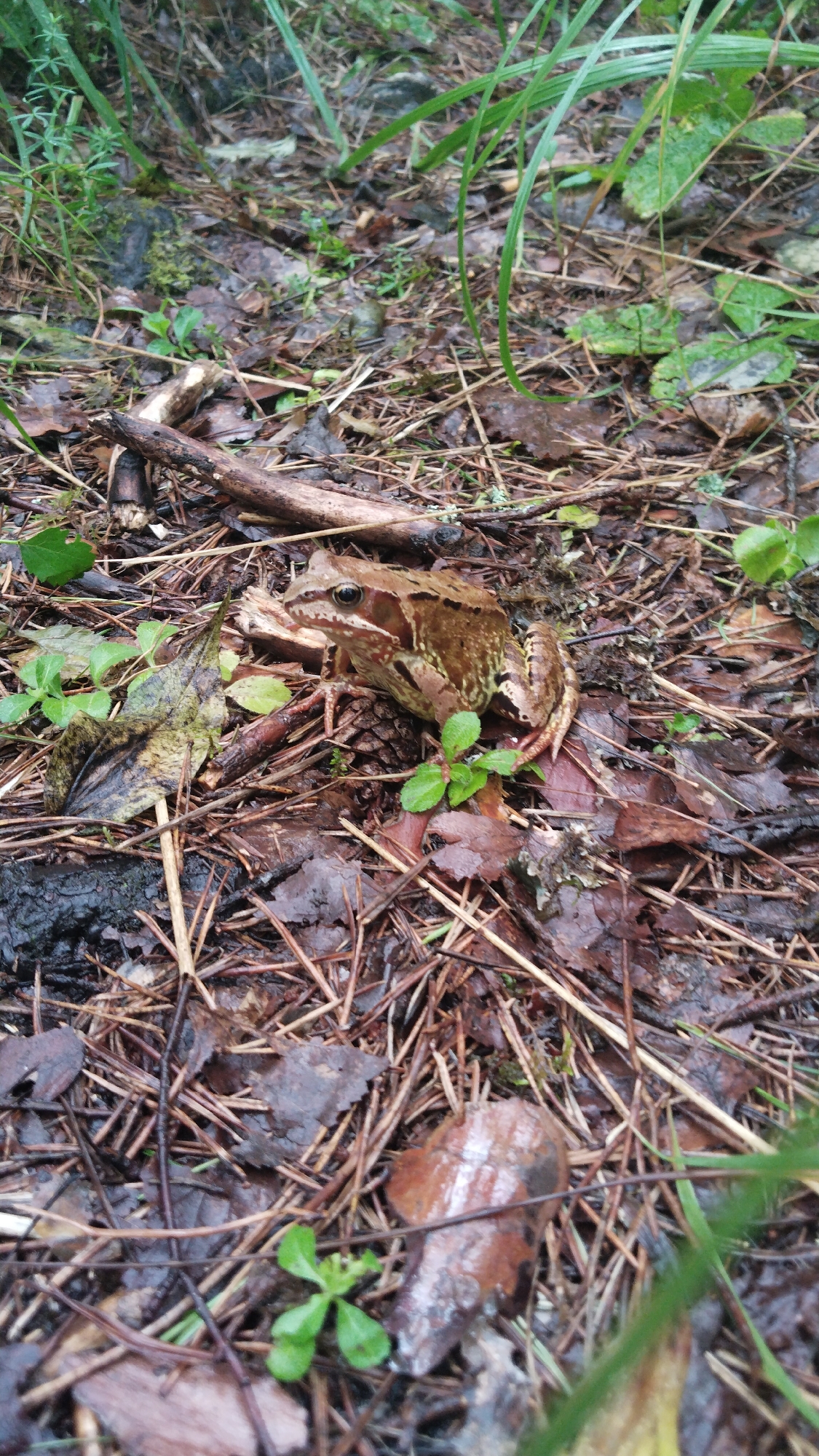 An adult frog with brown and black markings sits on a forest floor covered with pine needles, brown leaves, and small green plants. The frog is positioned in the center-right of the frame, facing left. Its eyes are visible, and its legs are tucked beneath it. The environment appears damp, with some leaves and pine needles showing signs of moisture. The overall scene depicts a natural forest habitat. This image was taken in Ussuna, Russia.